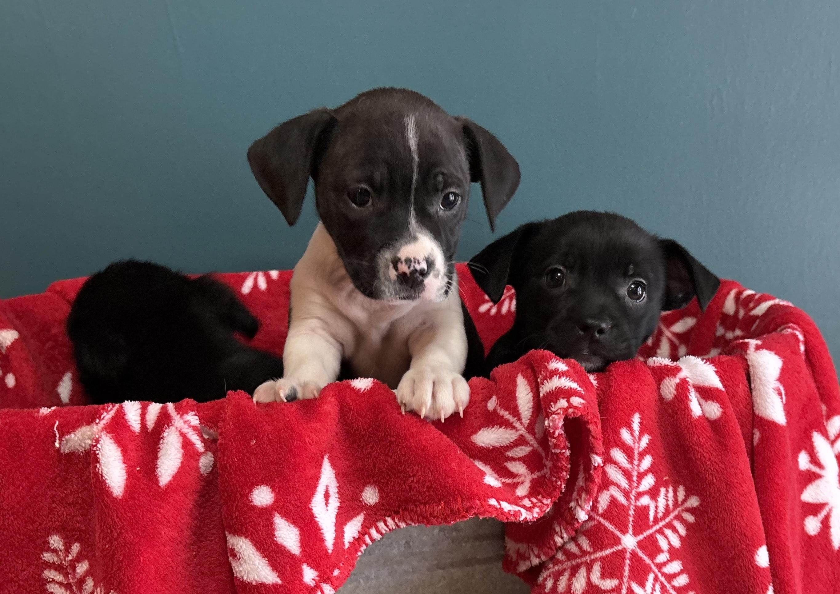 Enlarge Kiri, a Adoptable mixed breed in Minneapolis, MN image 5/6