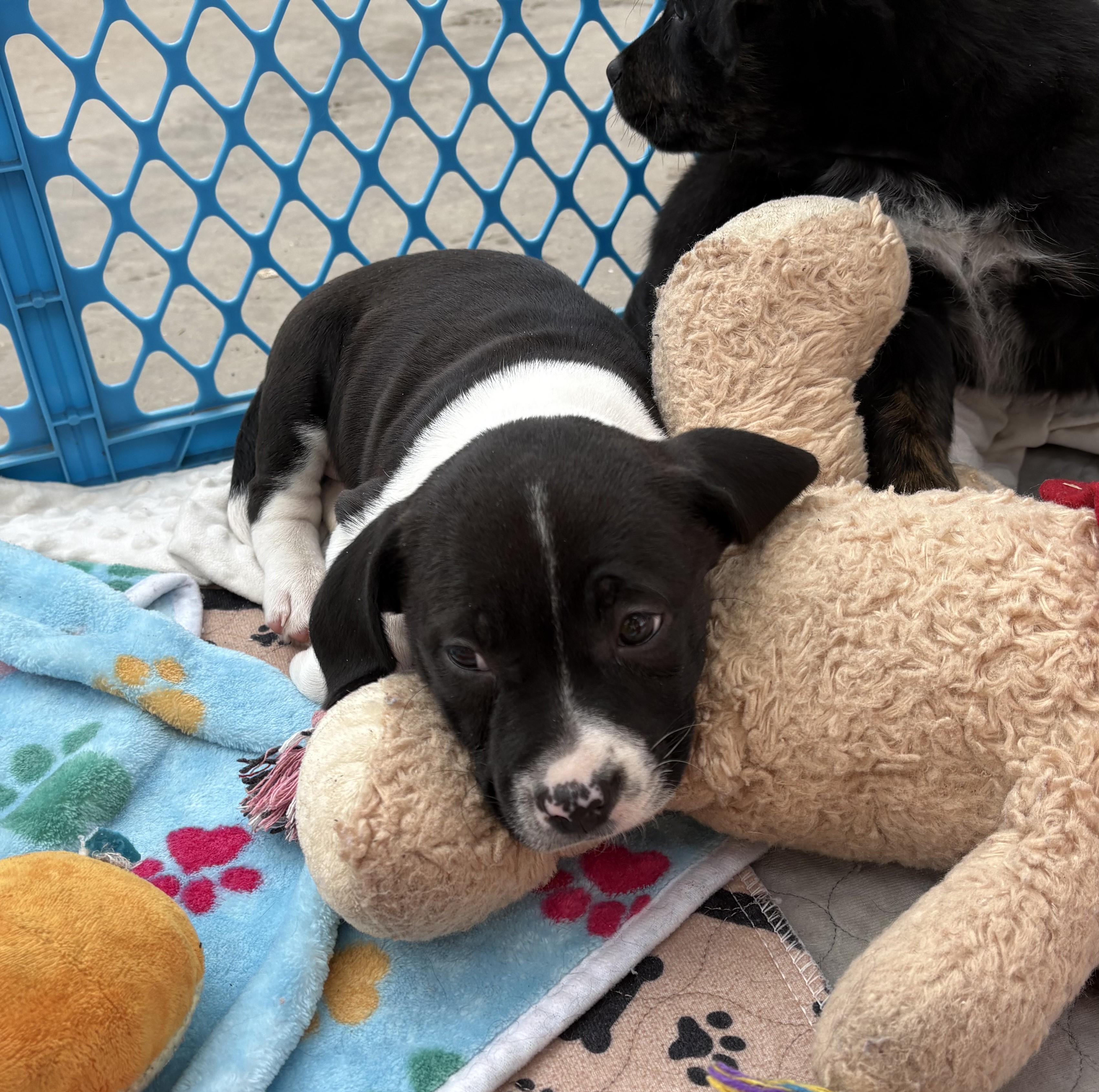 Enlarge Kiri, a Adoptable mixed breed in Minneapolis, MN image 3/6