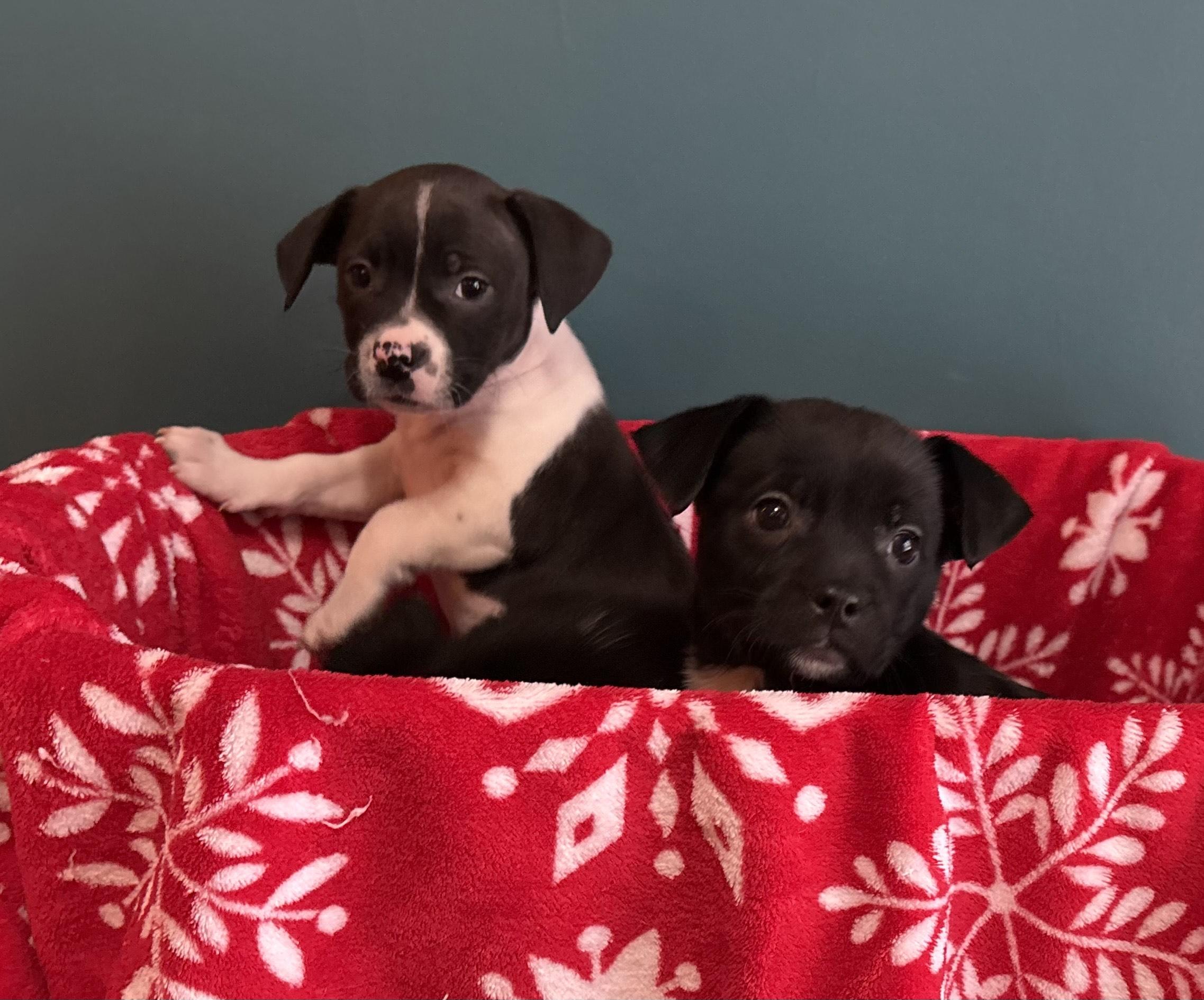 Enlarge Kiri, a Adoptable mixed breed in Minneapolis, MN image 6/6