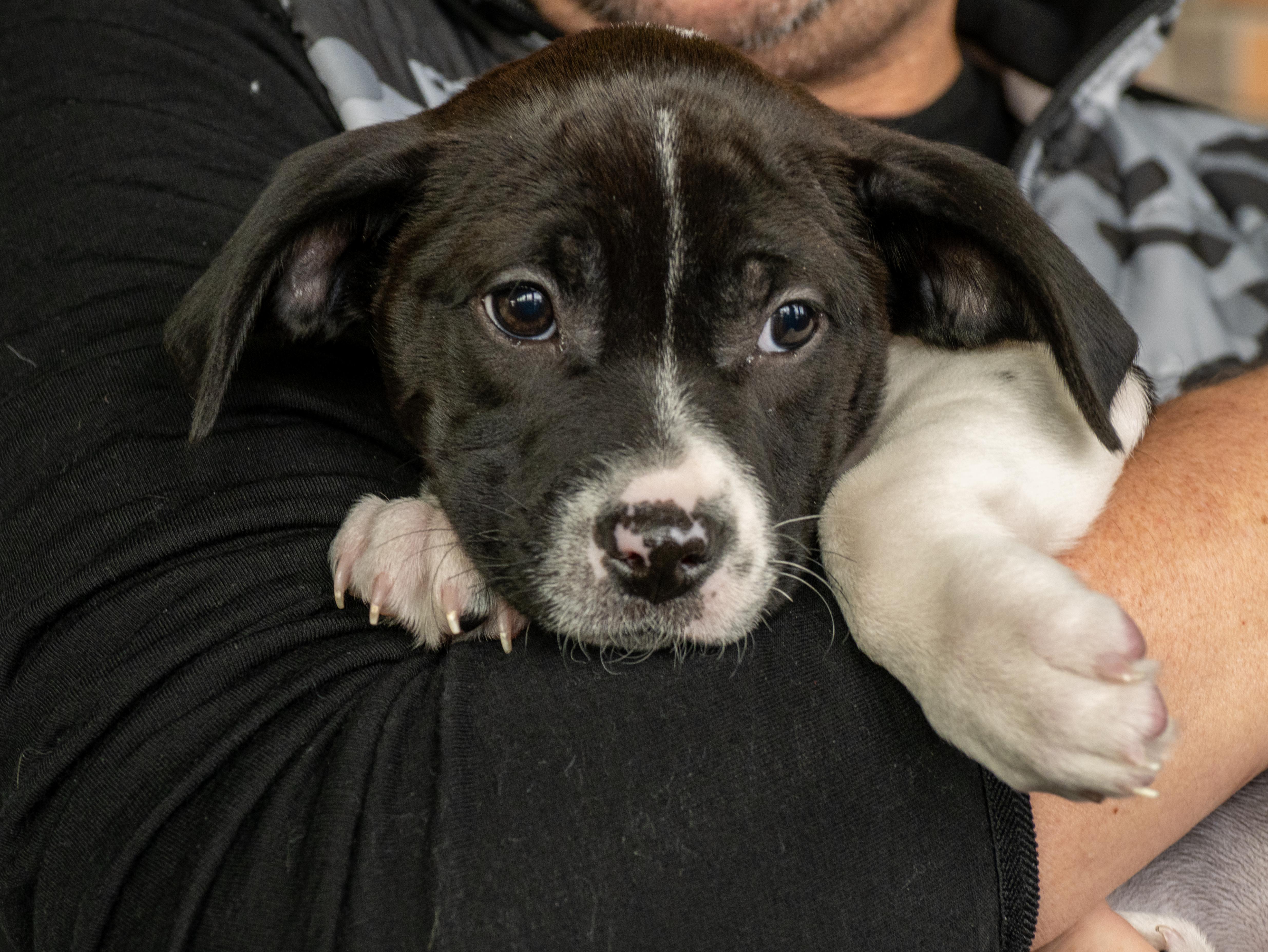 Enlarge Kiri, a Adoptable mixed breed in Minneapolis, MN image 1/6