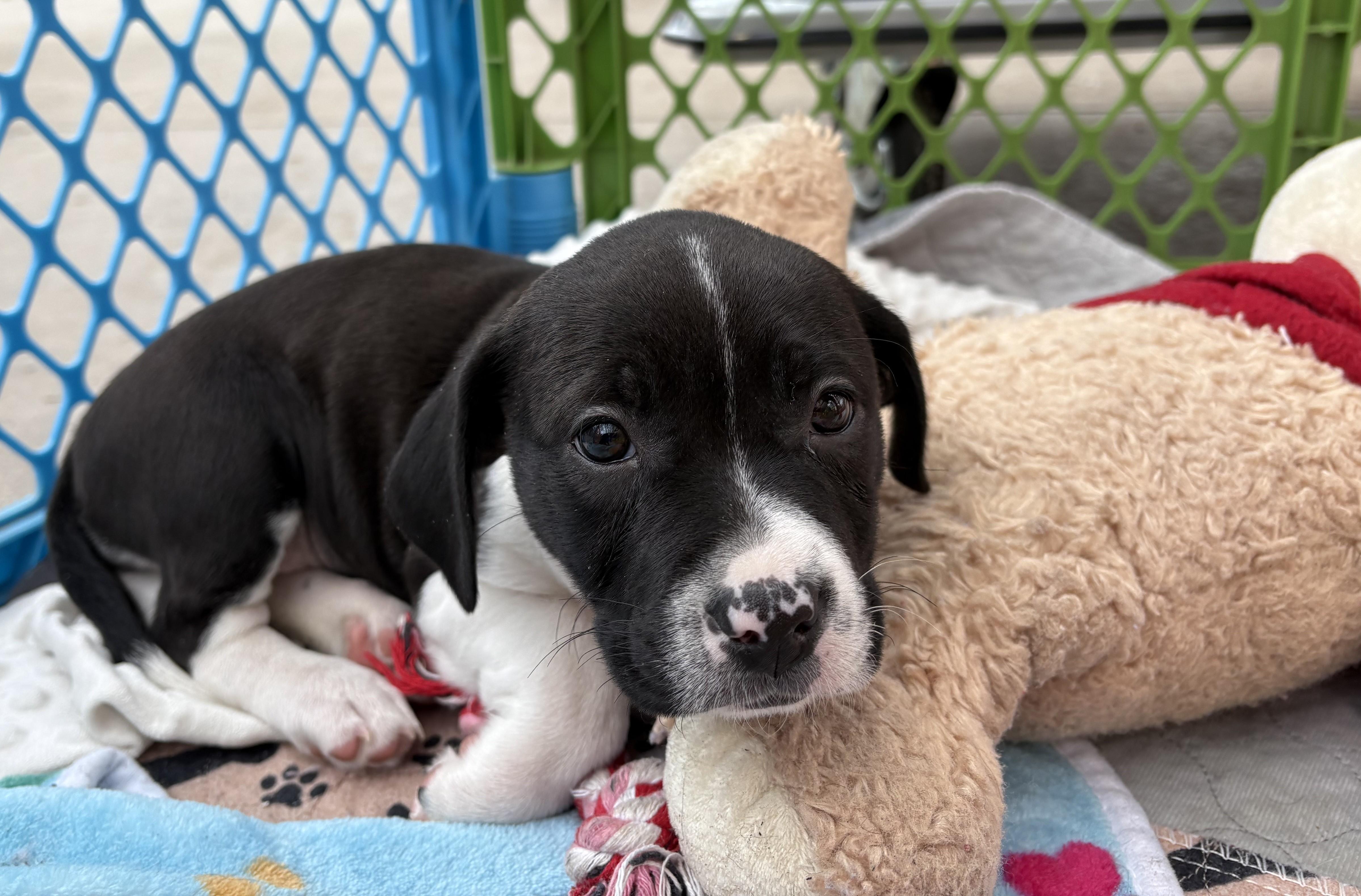 Enlarge Kiri, a Adoptable mixed breed in Minneapolis, MN image 2/6