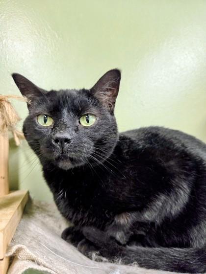 Orion, Adoptable, Adult Female Domestic Short Hair & Domestic Short Hair.