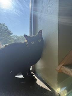 Orion, a Adoptable mixed breed in South Bend, IN image 2/2