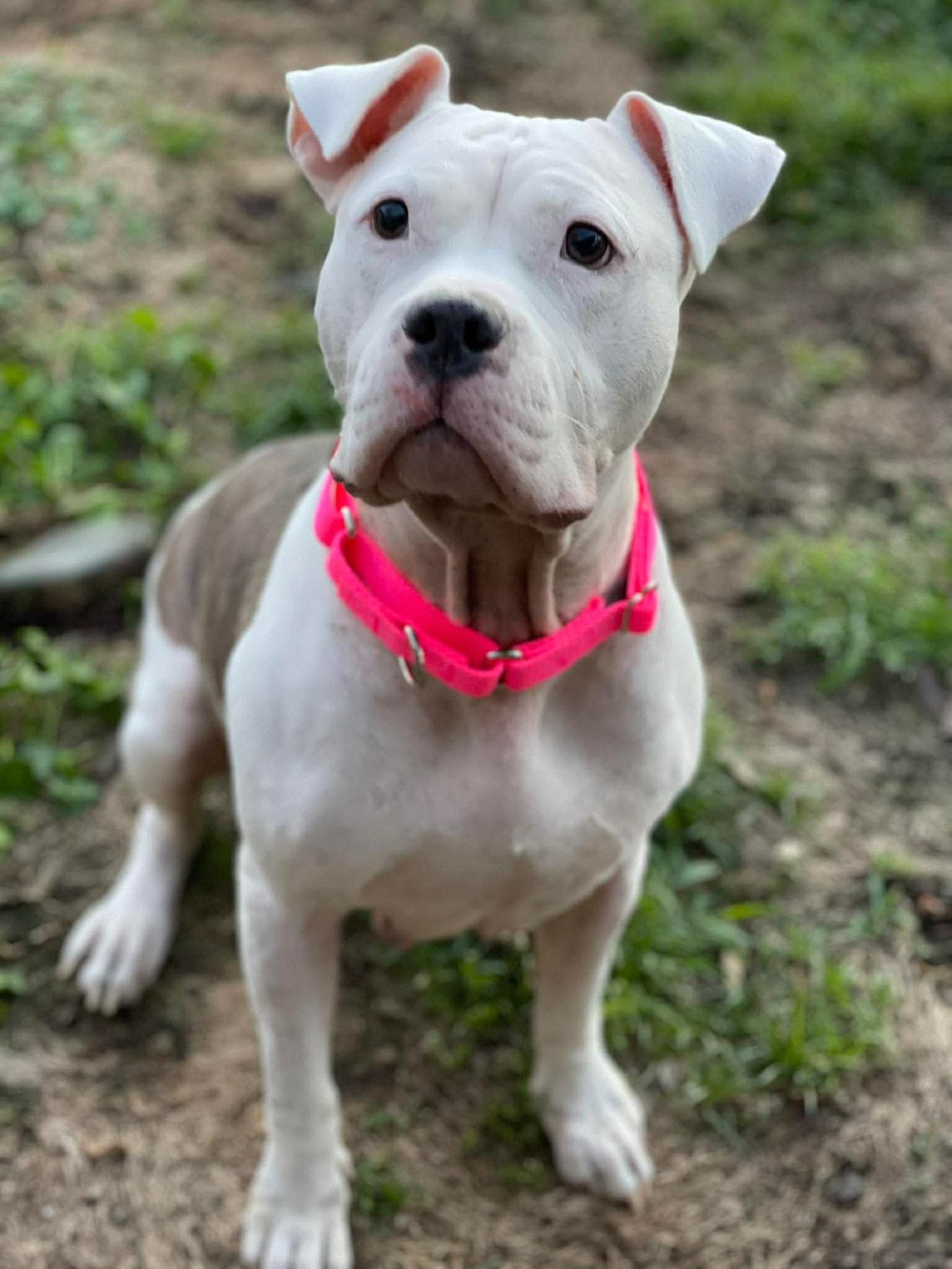 Apricot, a ADOPTABLE mixed breed in Salem, NH image 2/5