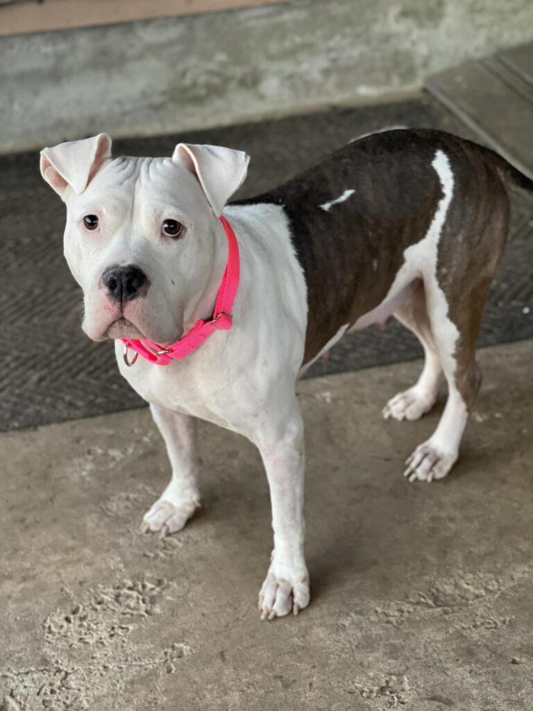 Apricot, a ADOPTABLE mixed breed in Salem, NH image 3/5