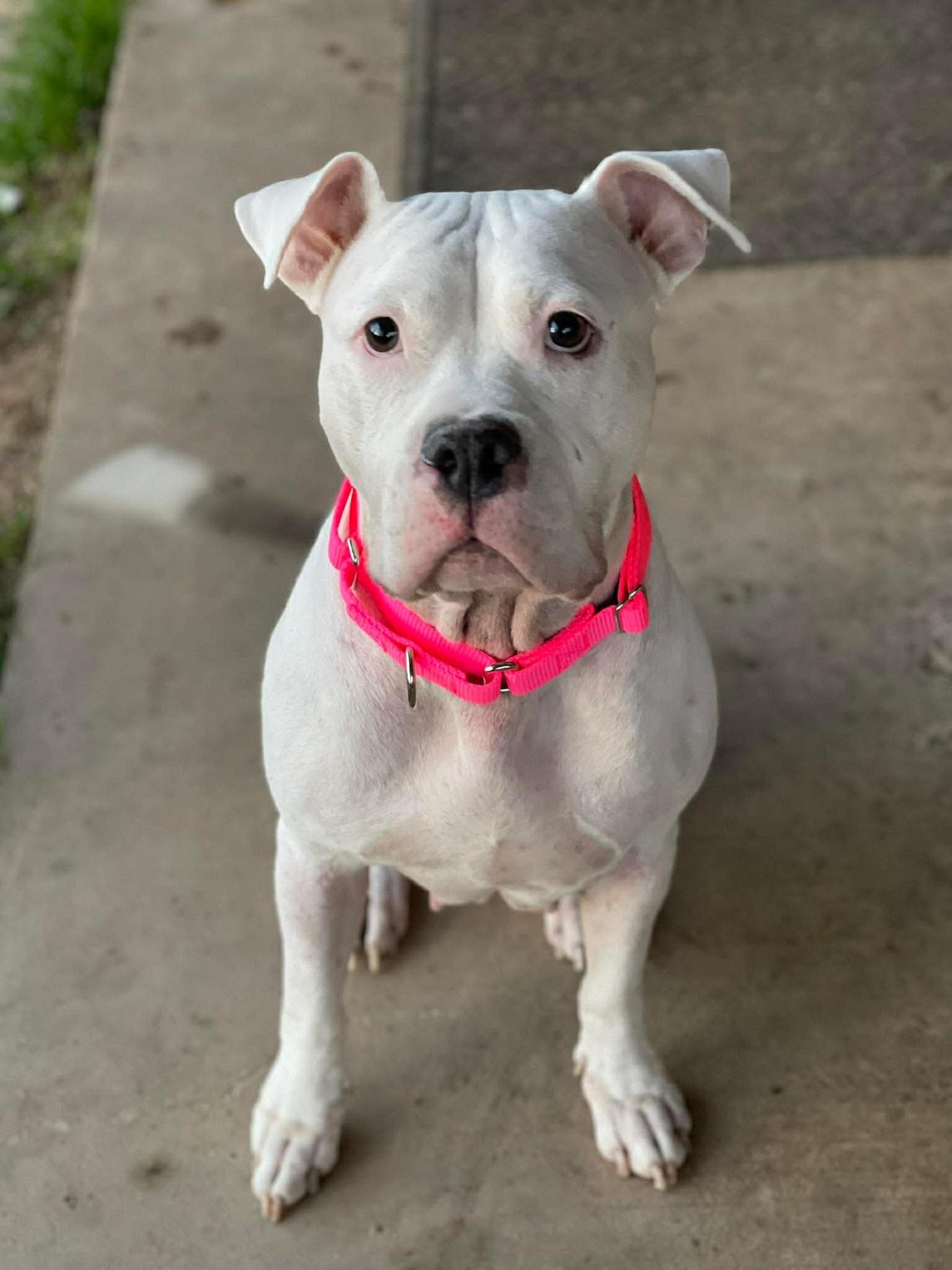 Apricot, a ADOPTABLE mixed breed in Salem, NH image 4/5