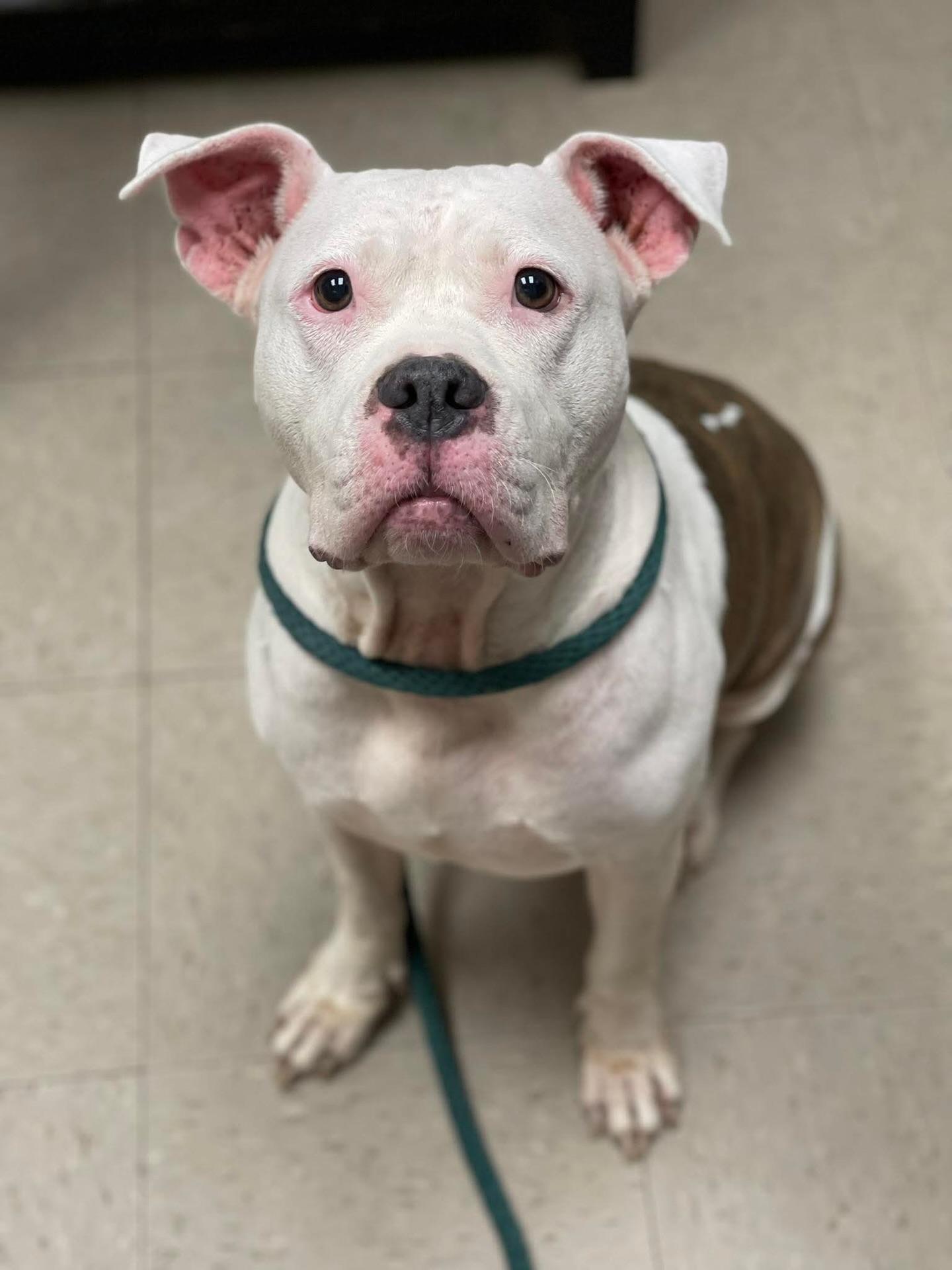 Apricot, a ADOPTABLE mixed breed in Salem, NH image 1/5