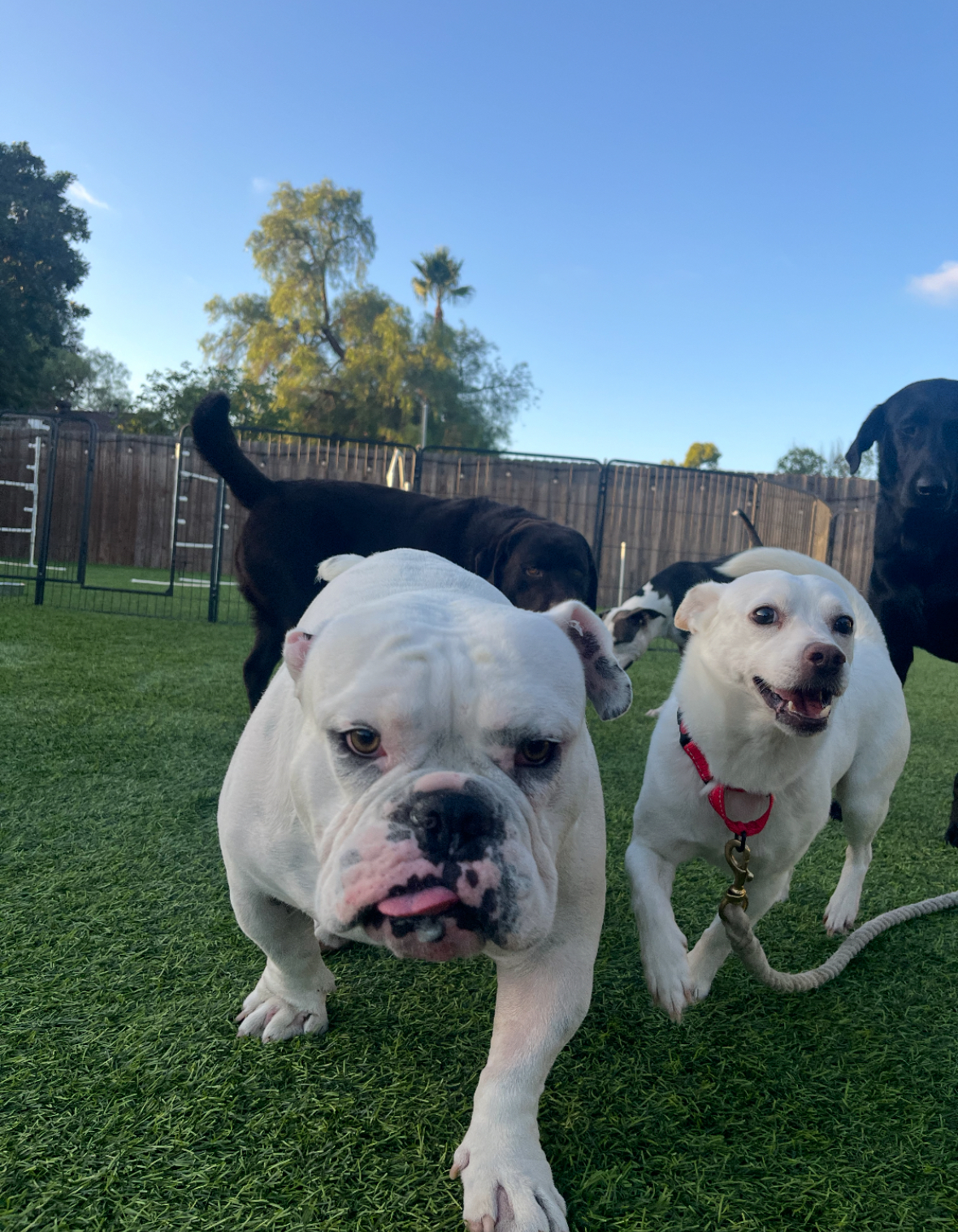 Enlarge Jackson (Jax), a Adopted Mixed Breed in Poway, CA image 2/6