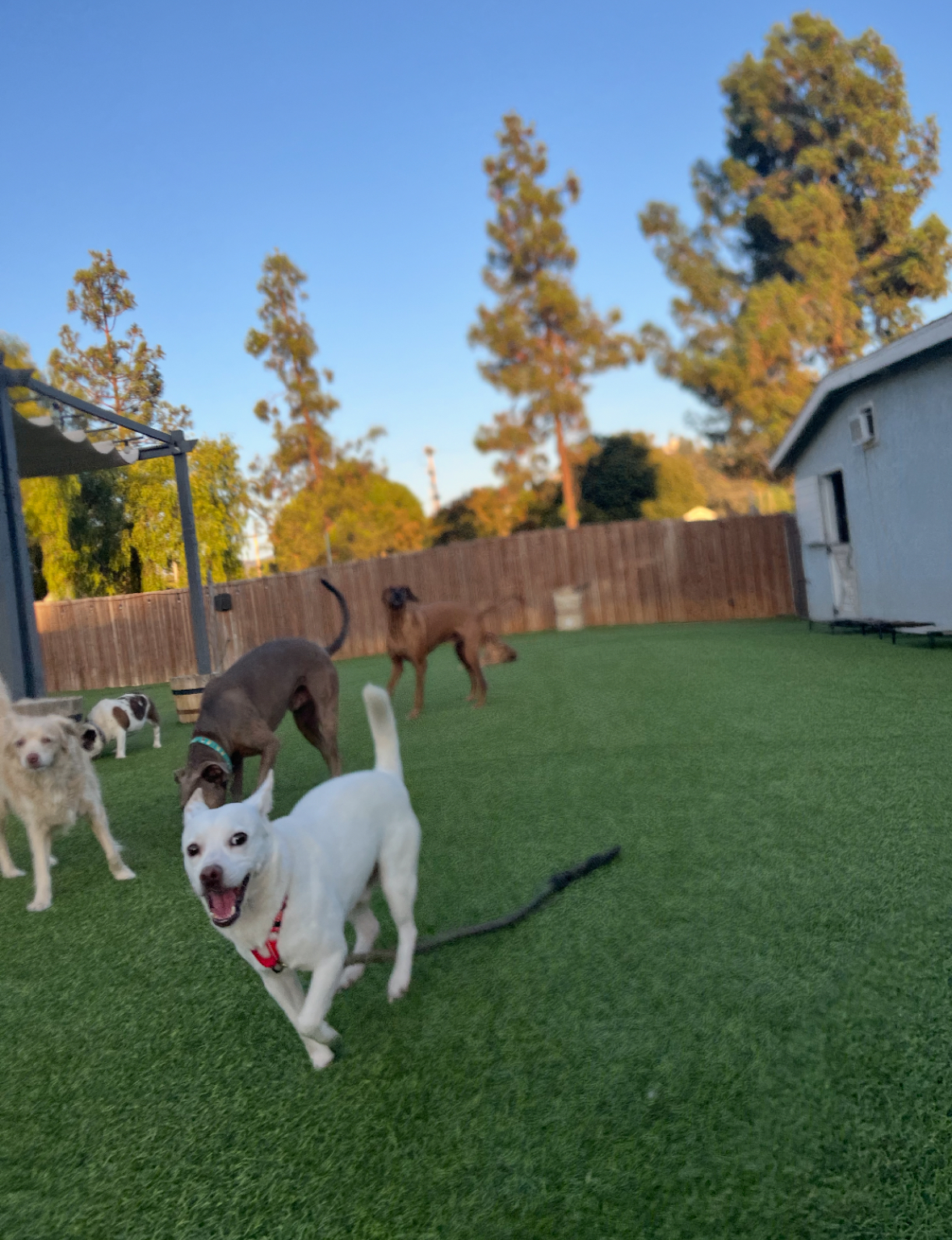 Enlarge Jackson (Jax), a Adopted Mixed Breed in Poway, CA image 4/6