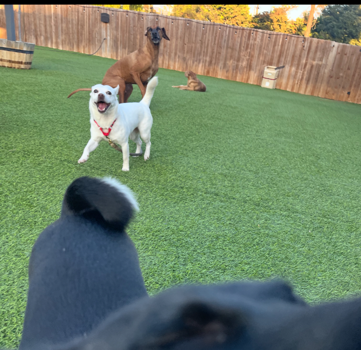 Enlarge Jackson (Jax), a Adopted Mixed Breed in Poway, CA image 1/6