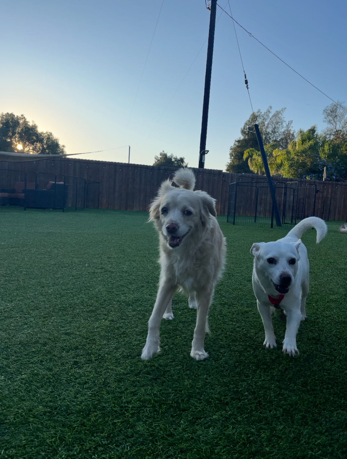 Enlarge Jackson (Jax), a Adopted Mixed Breed in Poway, CA image 3/6