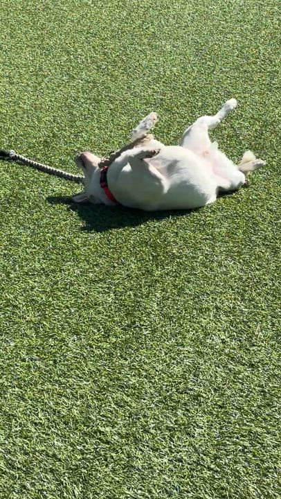 Enlarge Jackson (Jax), a Adopted Mixed Breed in Poway, CA video 5/6