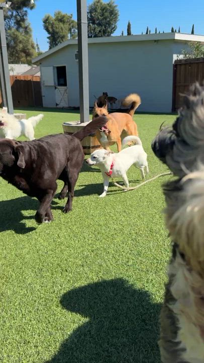 Enlarge Jackson (Jax), a Adopted Mixed Breed in Poway, CA video 6/6