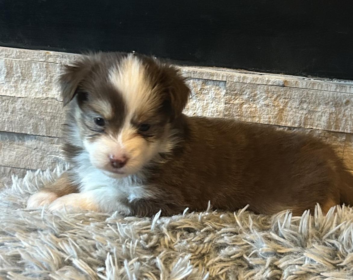 Peppermint Patty (Peanuts)/Virginia Rose/Rini, Adopted, Young Female Australian Shepherd.