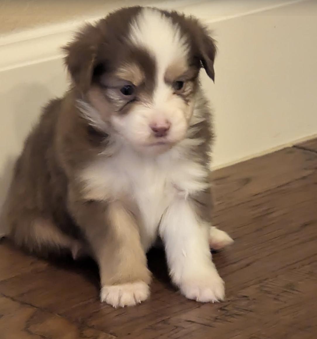 Peppermint Patty (Peanuts)/Virginia Rose/Rini, a Adopted Australian Shepherd in Arlington, TX image 2/6