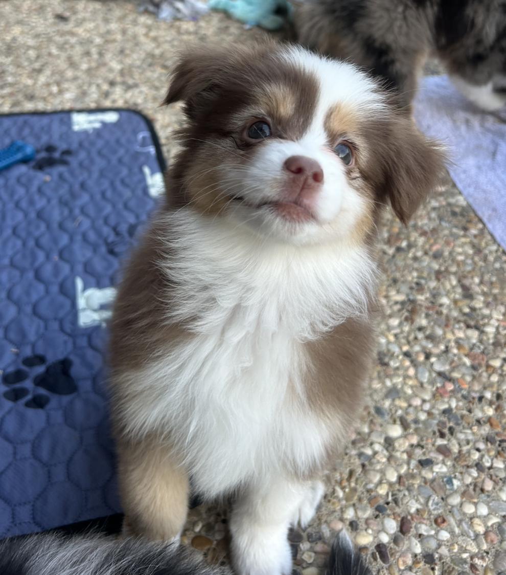 Peppermint Patty (Peanuts)/Virginia Rose/Rini, a Adopted Australian Shepherd in Arlington, TX image 3/6
