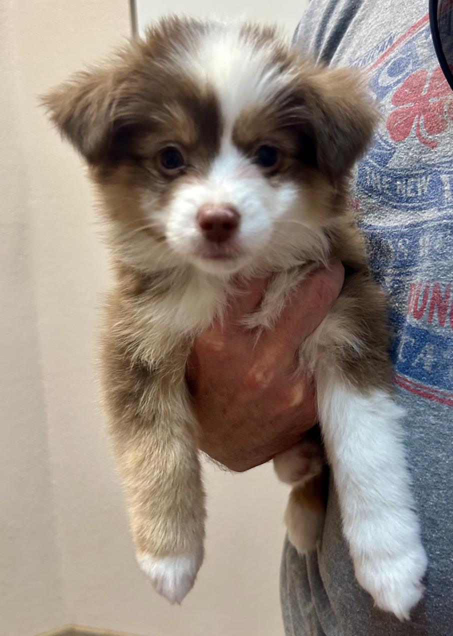 Peppermint Patty (Peanuts)/Virginia Rose/Rini, a Adopted Australian Shepherd in Arlington, TX image 4/6