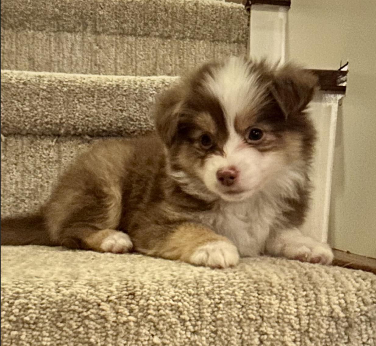Peppermint Patty (Peanuts)/Virginia Rose/Rini, a Adopted Australian Shepherd in Arlington, TX image 5/6