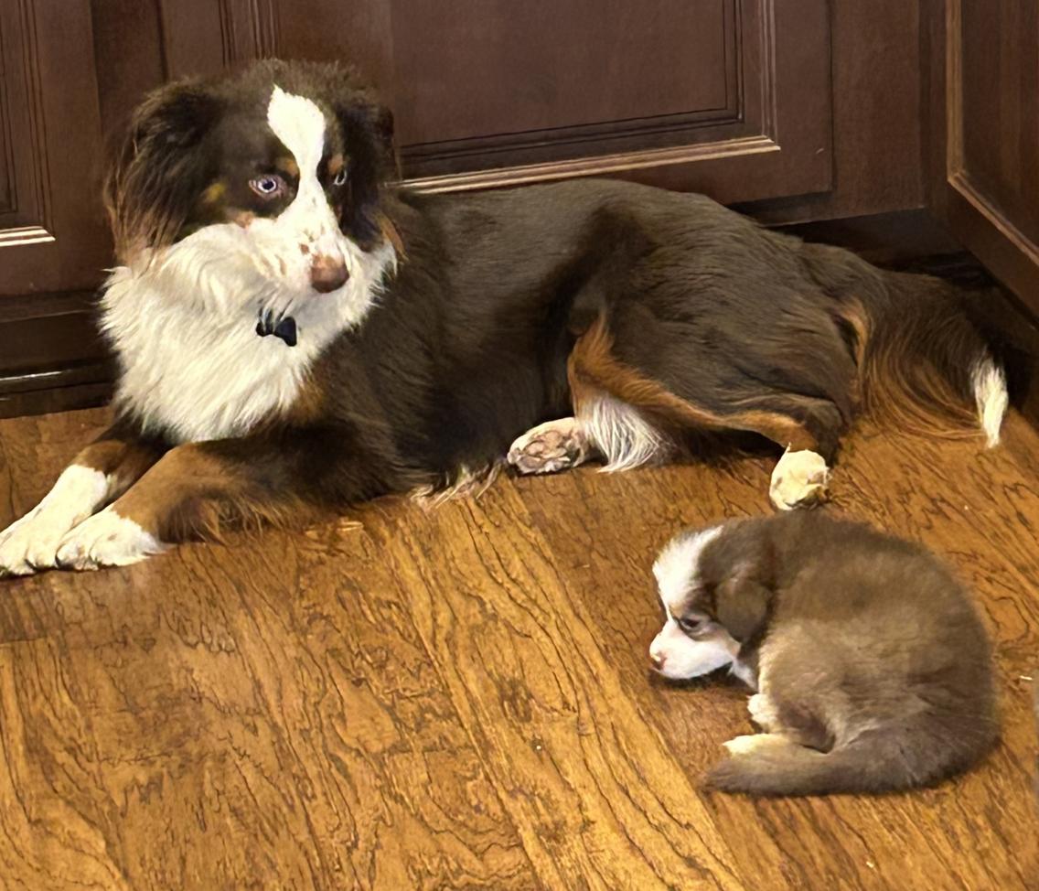 Peppermint Patty (Peanuts)/Virginia Rose/Rini, a Adopted Australian Shepherd in Arlington, TX image 6/6