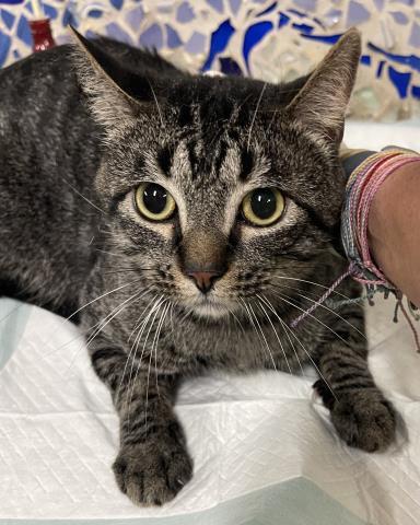 Enlarge AXEL, a Adoptable Domestic Short Hair in Pensacola, FL image 1/1