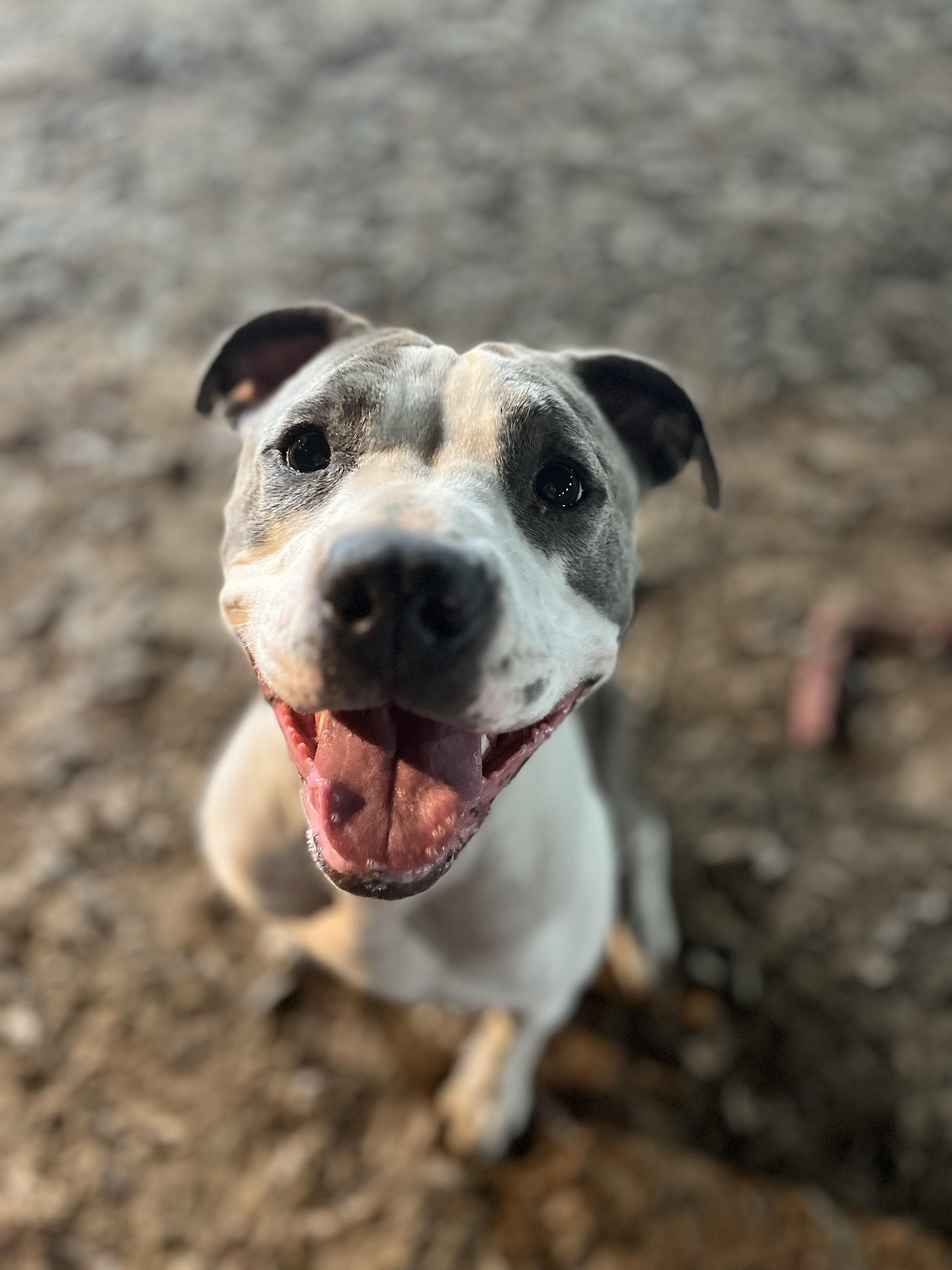 Big mama, Adult Female American Staffordshire Terrier