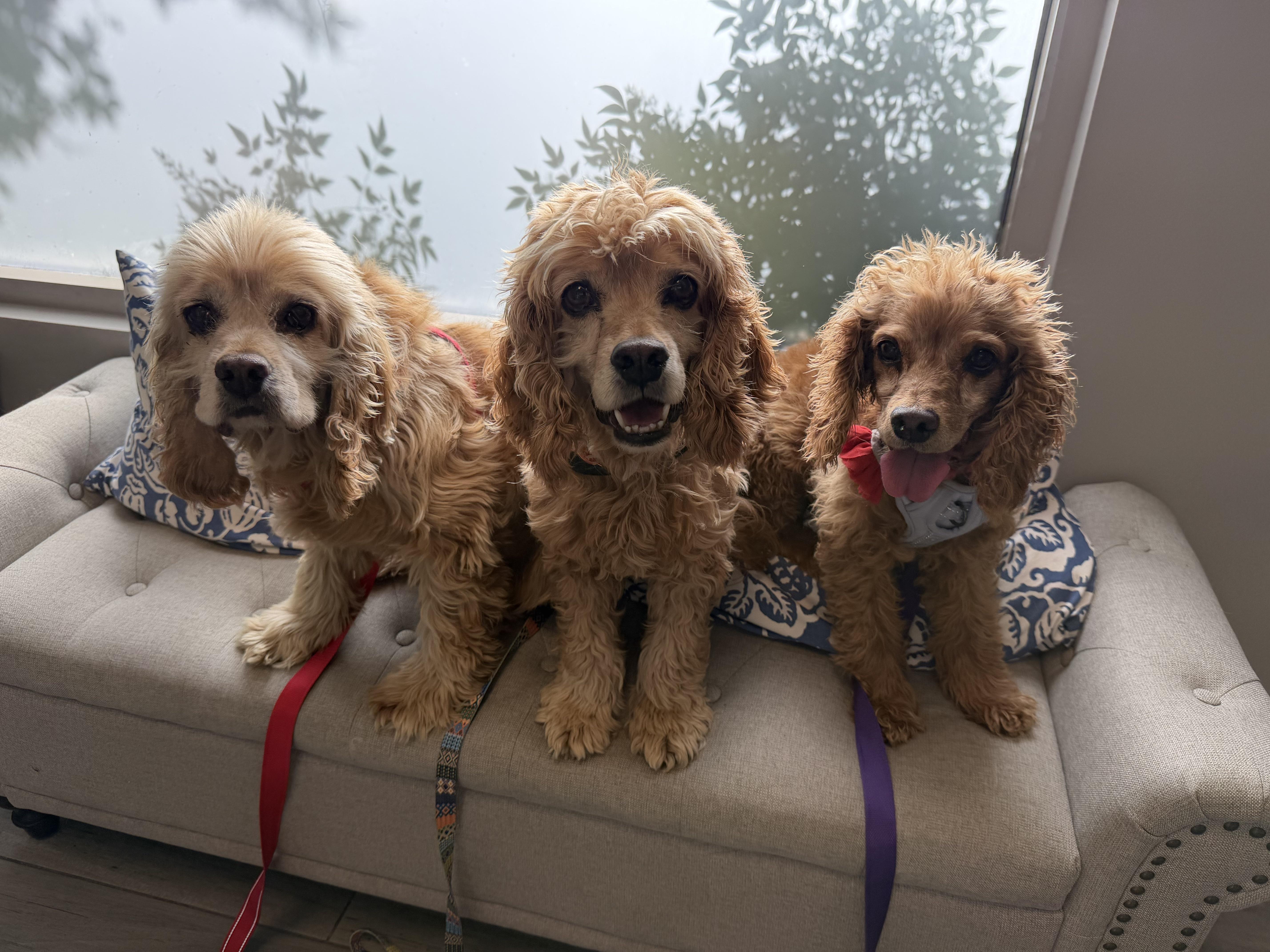 Enlarge Lady, a Adoptable mixed breed in South San Francisco, CA image 3/5