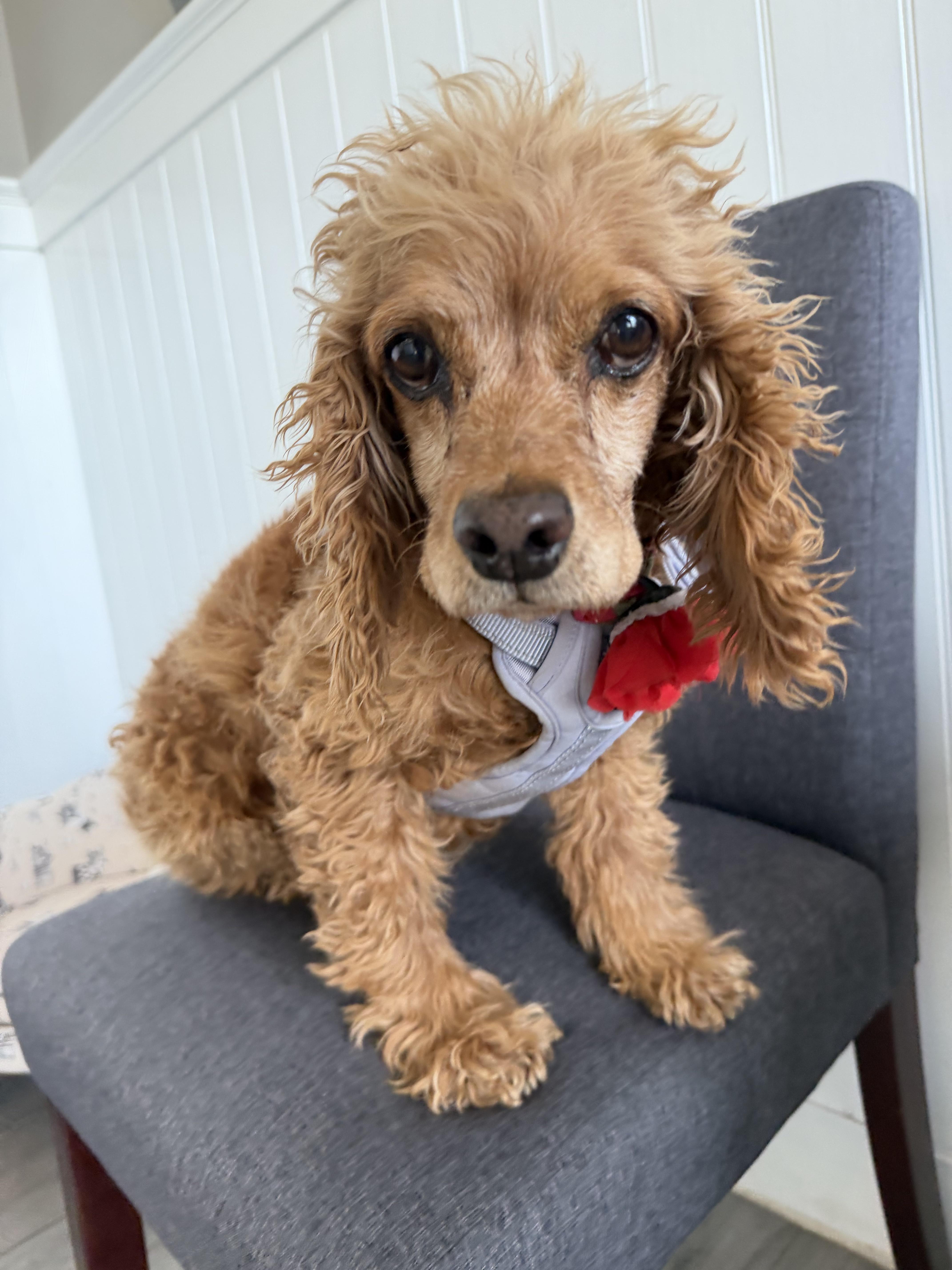 Enlarge Lady, a Adoptable mixed breed in South San Francisco, CA image 2/5