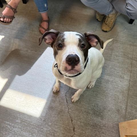 Emerald, Adoptable, Adult Female Mixed Breed.