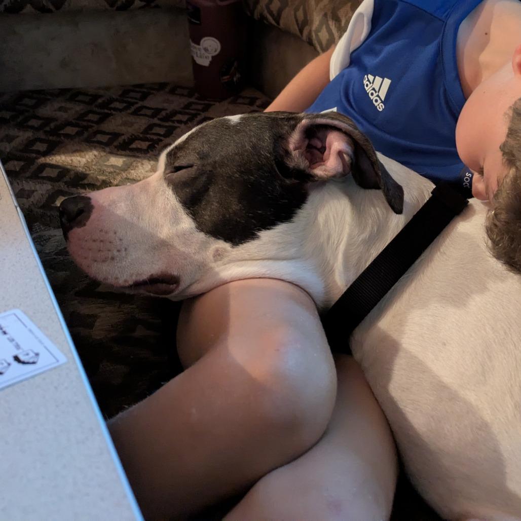 Emerald, a Adoptable Mixed Breed in Washougal, WA image 4/6