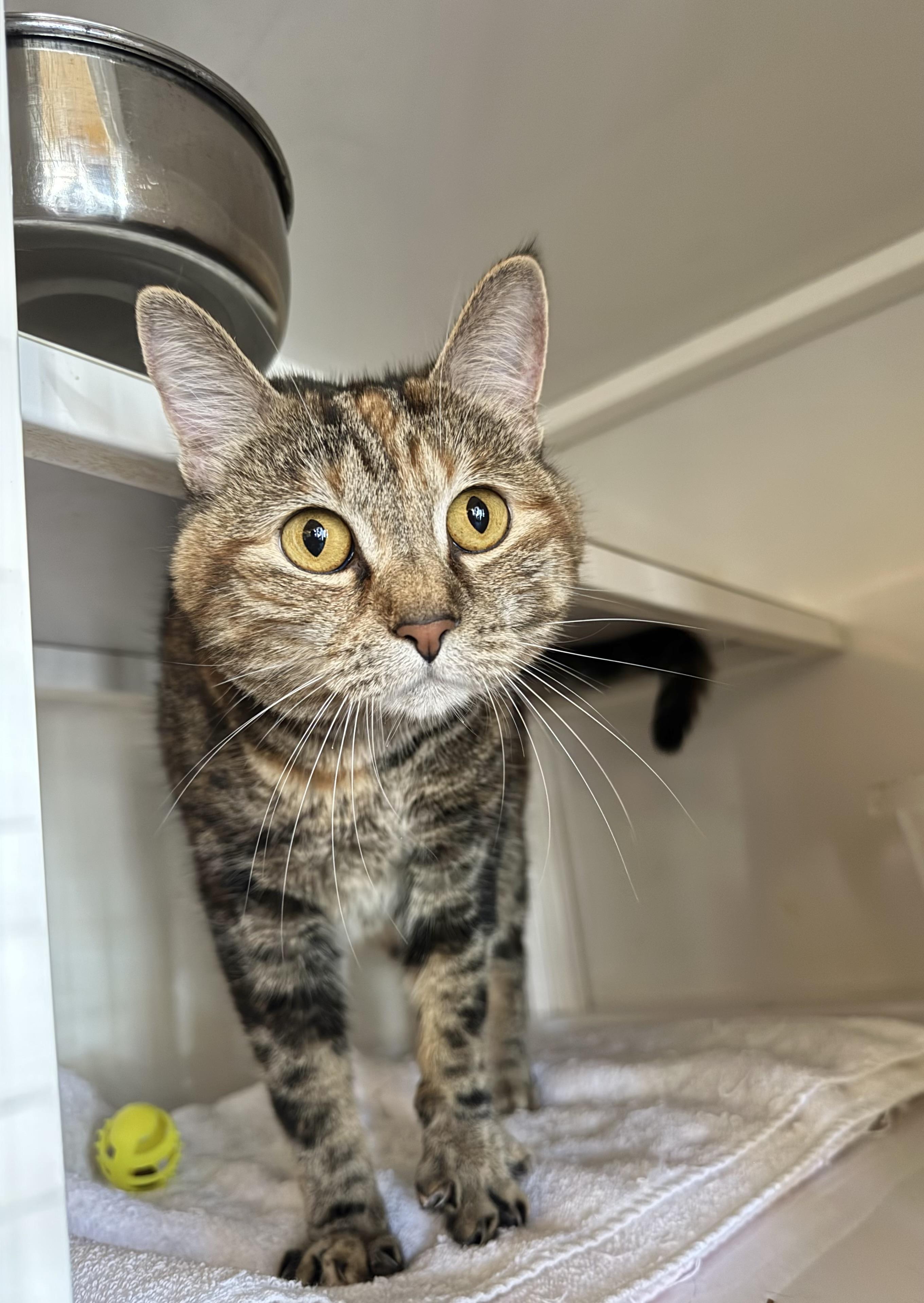 Nutmeg, Young Female Tabby