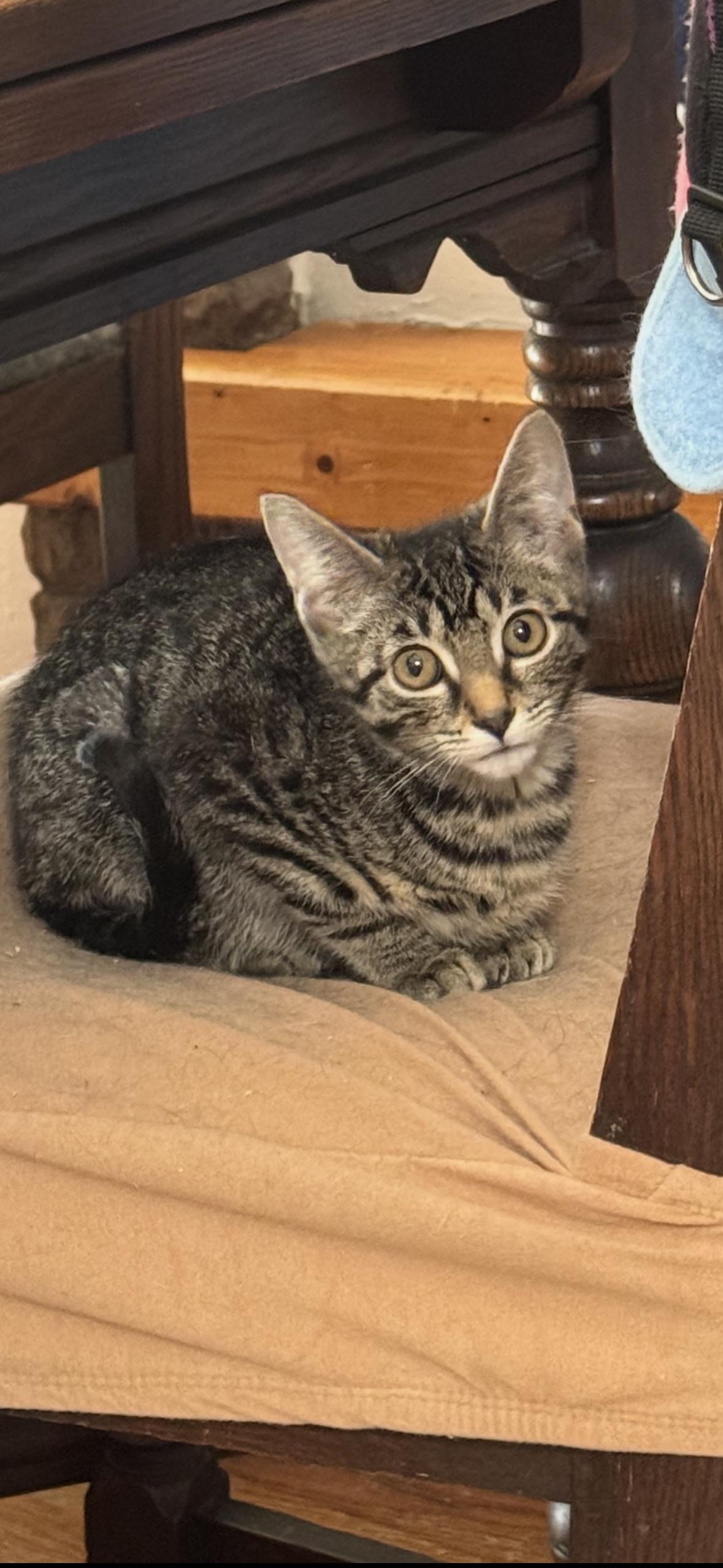 Enlarge Troy, a Adoptable Domestic Short Hair in Cuyahoga Falls, OH image 1/3