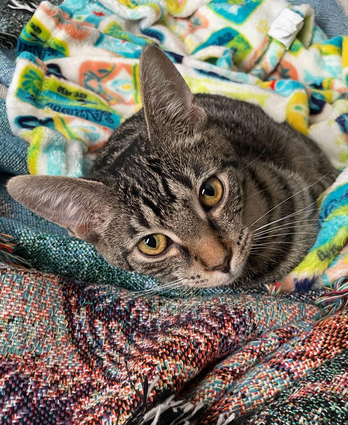 Enlarge Troy, a Adopted Domestic Short Hair in Cuyahoga Falls, OH image 1/3