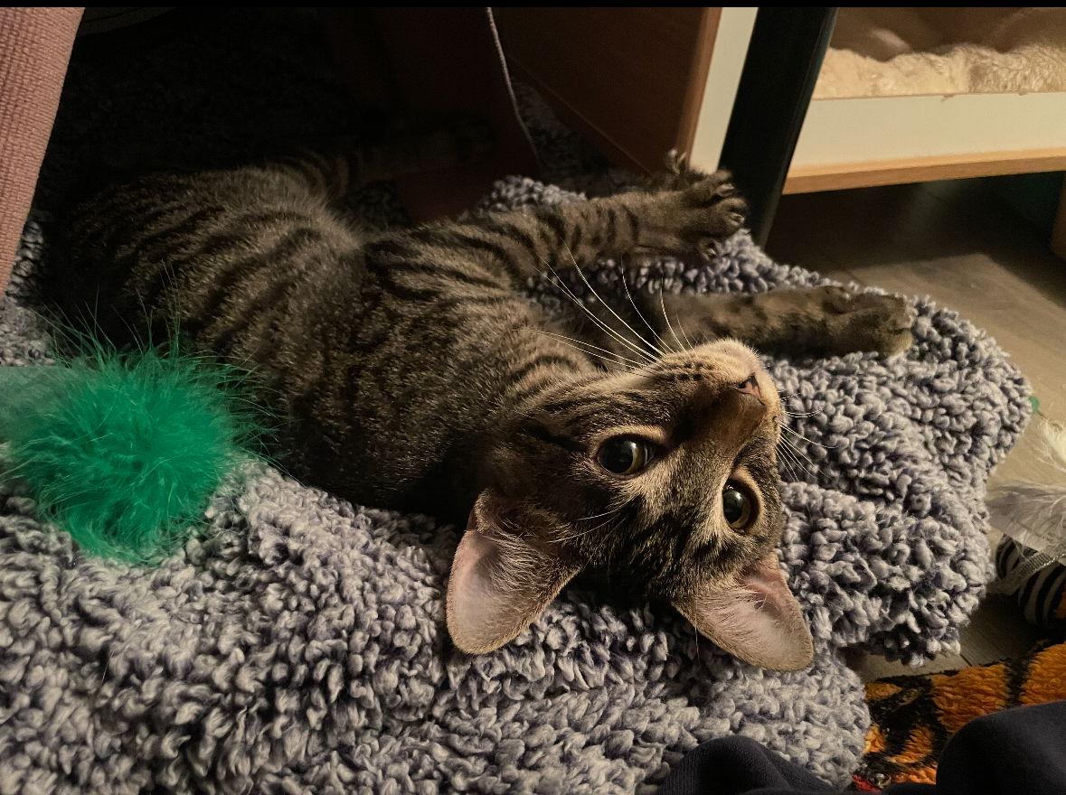 Enlarge Troy, a Adopted Domestic Short Hair in Cuyahoga Falls, OH image 2/3