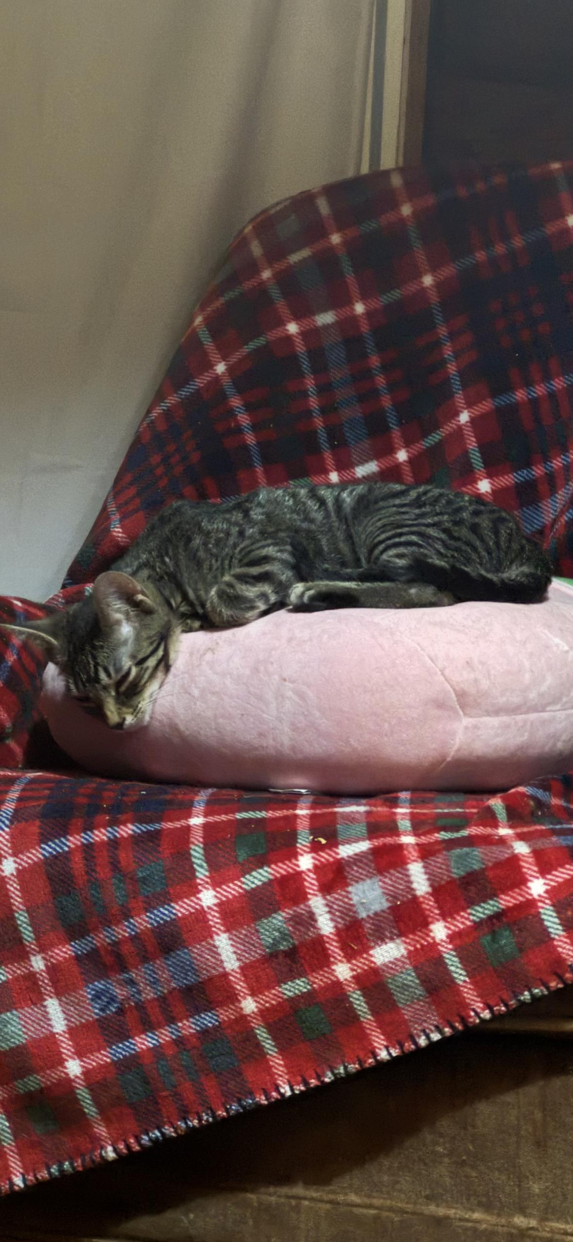 Enlarge Troy, a Adoptable Domestic Short Hair in Cuyahoga Falls, OH image 2/3