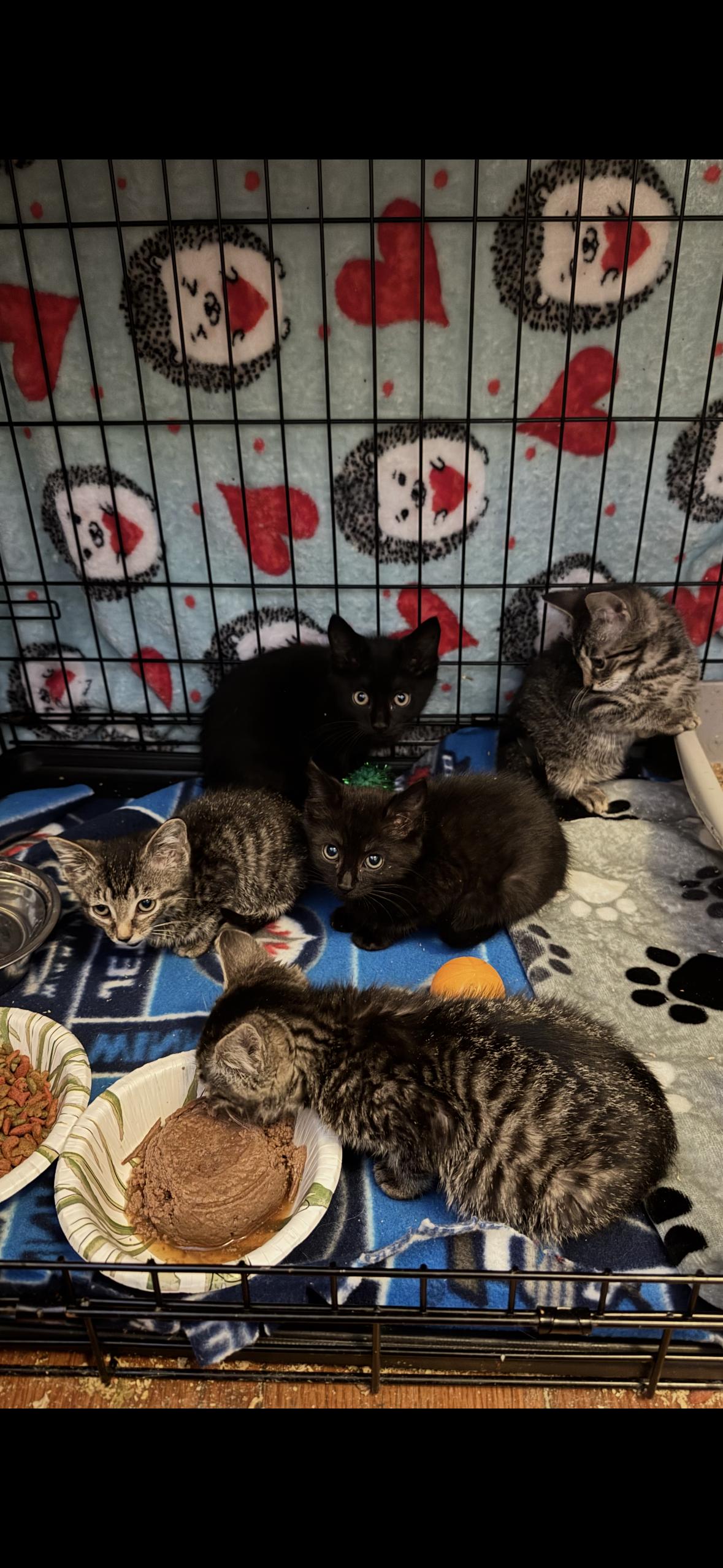 Enlarge Troy, a Adoptable Domestic Short Hair in Cuyahoga Falls, OH image 3/3