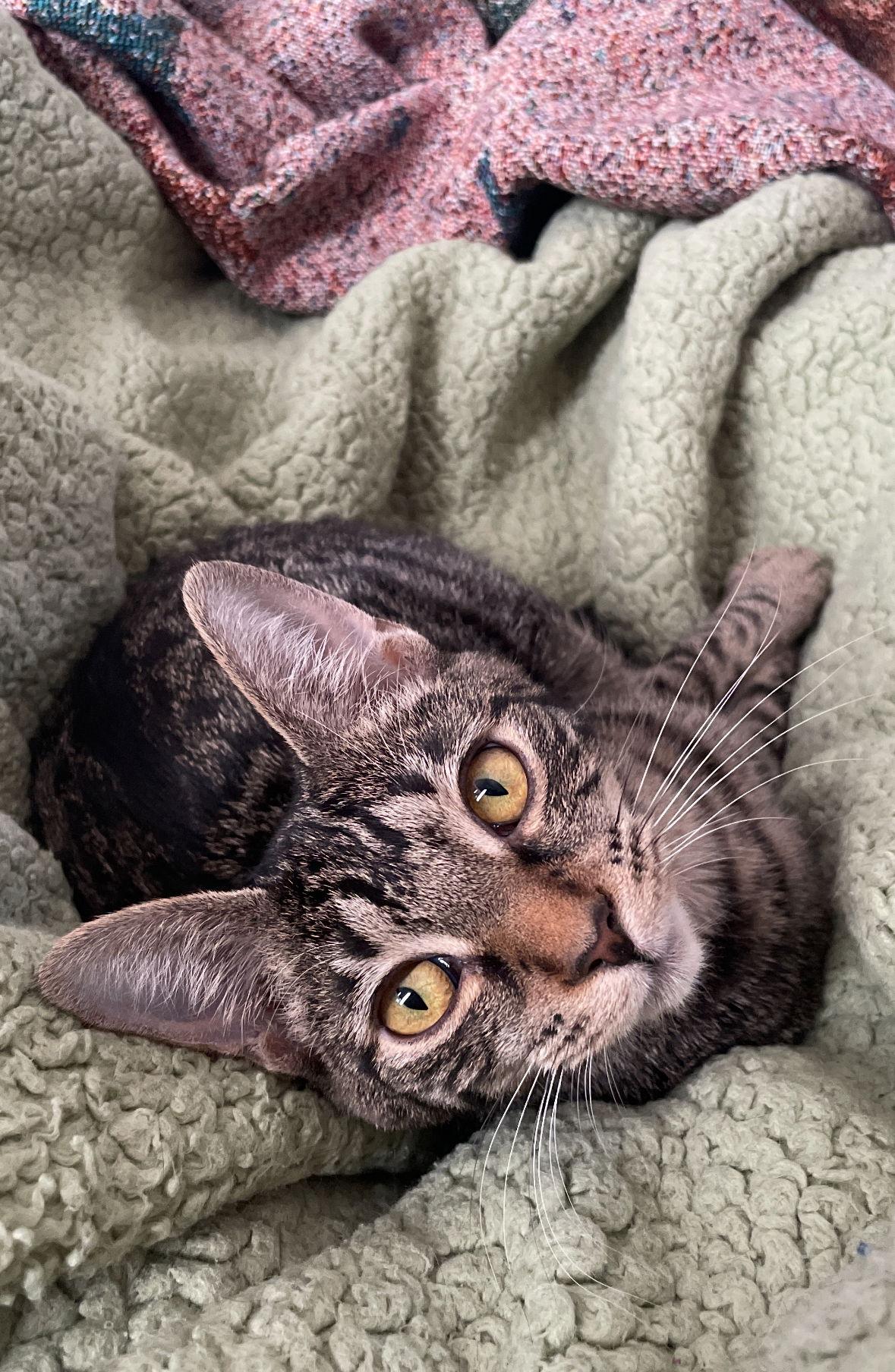 Enlarge Troy, a Adopted Domestic Short Hair in Cuyahoga Falls, OH image 3/3