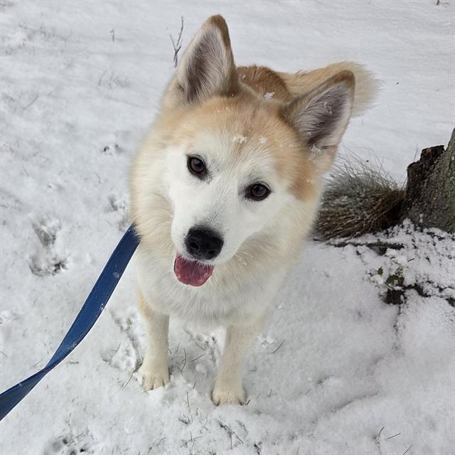 ED, Adoptable, Adult Male Pomeranian & Siberian Husky.