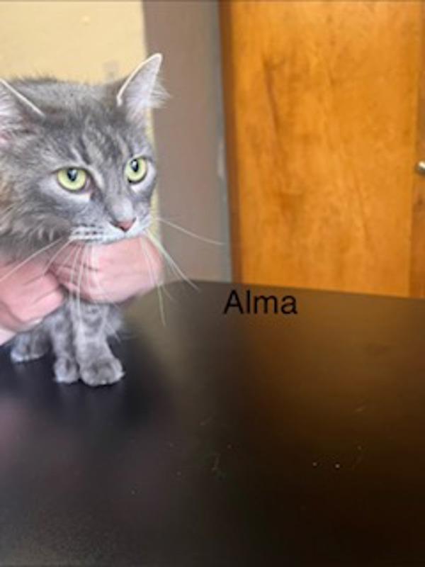 Alma, Adoptable, Adult Female Domestic Short Hair.