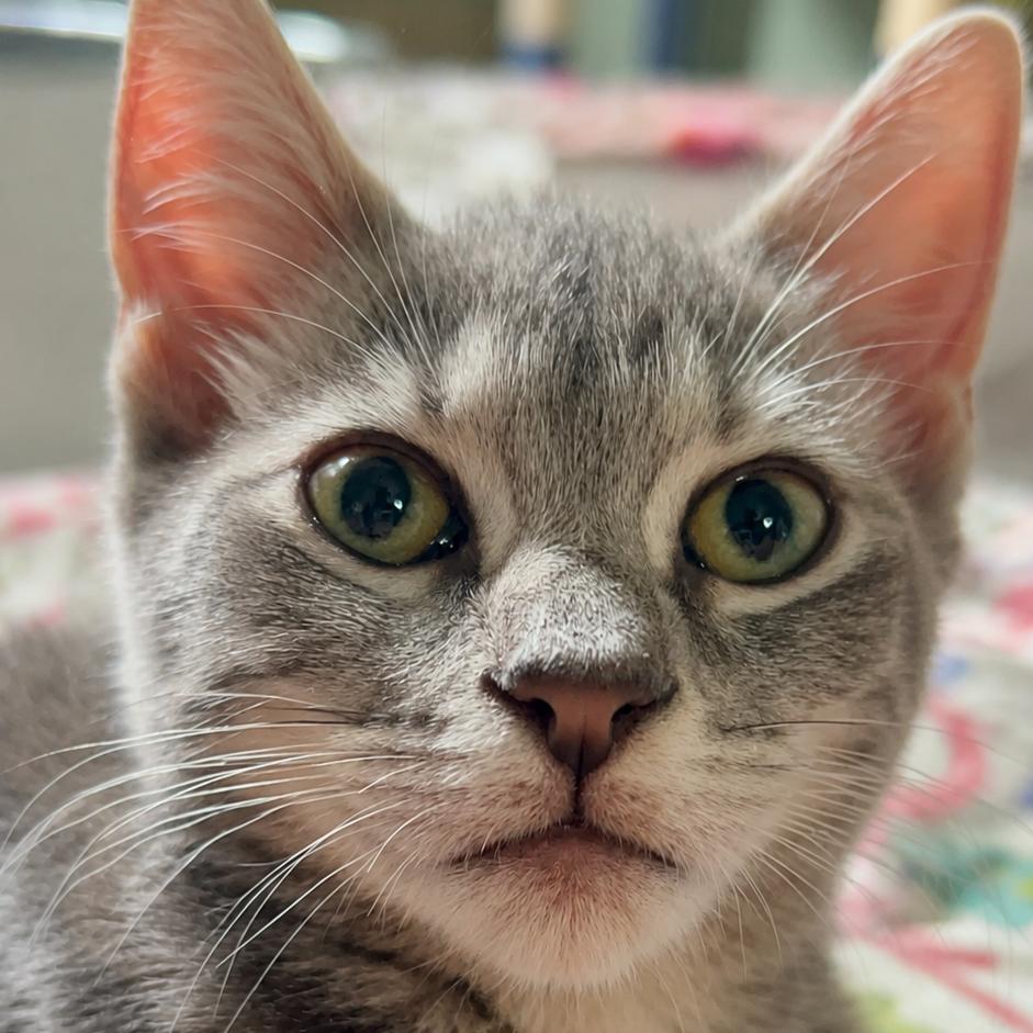 Penny, Adoptable, Kitten Female Domestic Short Hair.