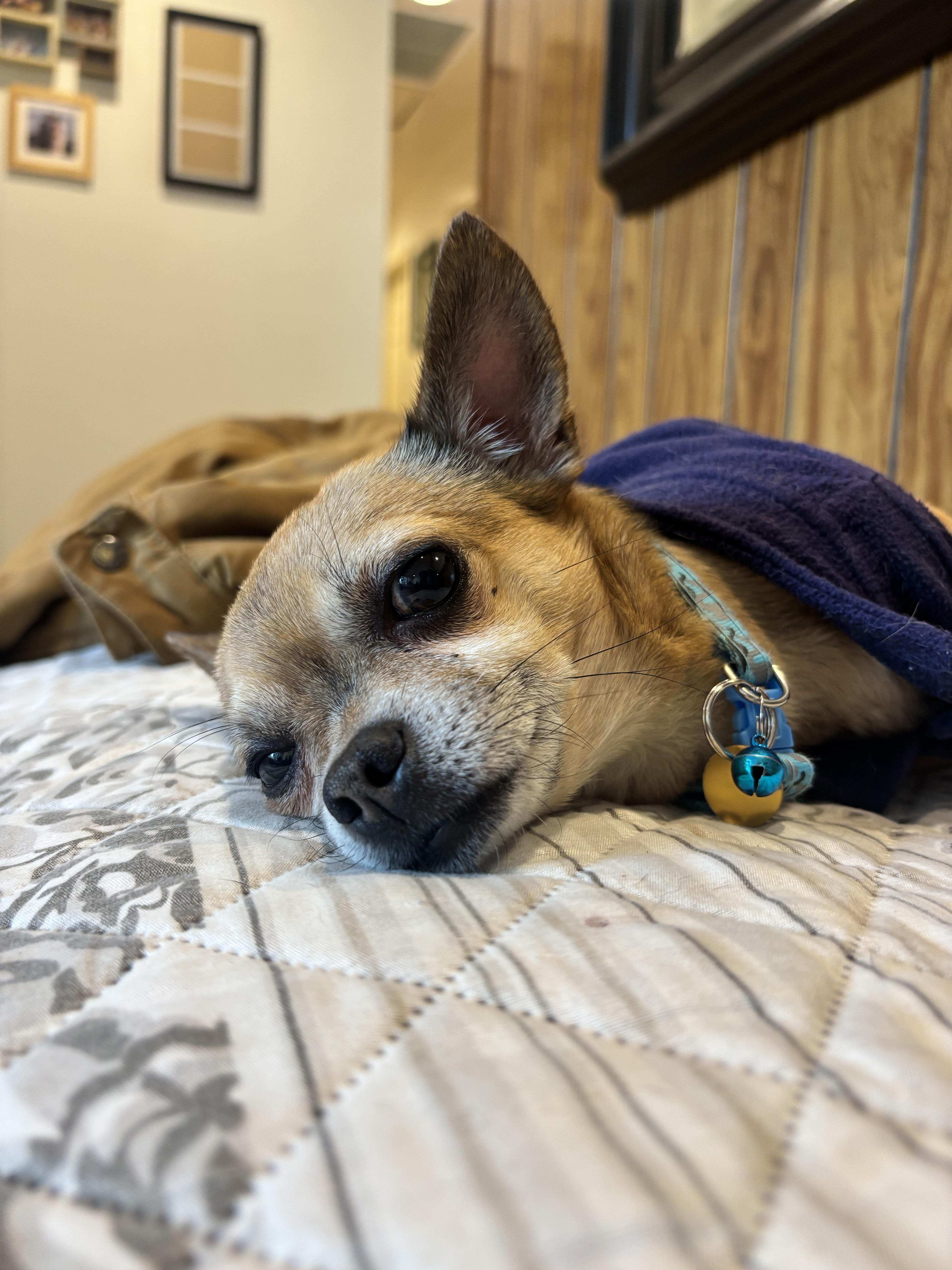 Enlarge Jack - The Darling Boy , an adopted Chihuahua in Rancho Cucamonga , CA image 5/5
