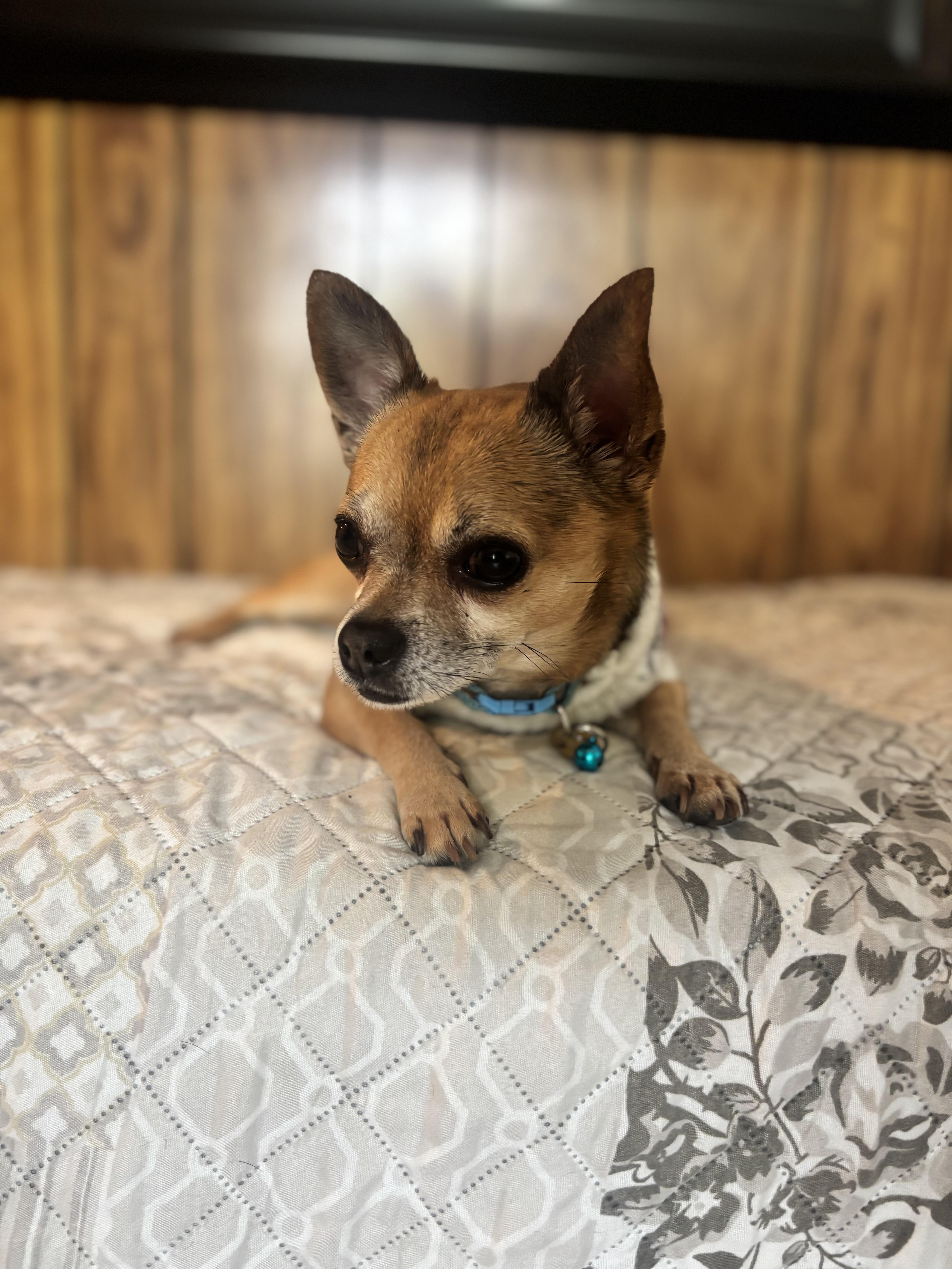 Enlarge Jack - The Darling Boy , an adopted Chihuahua in Rancho Cucamonga , CA image 1/5