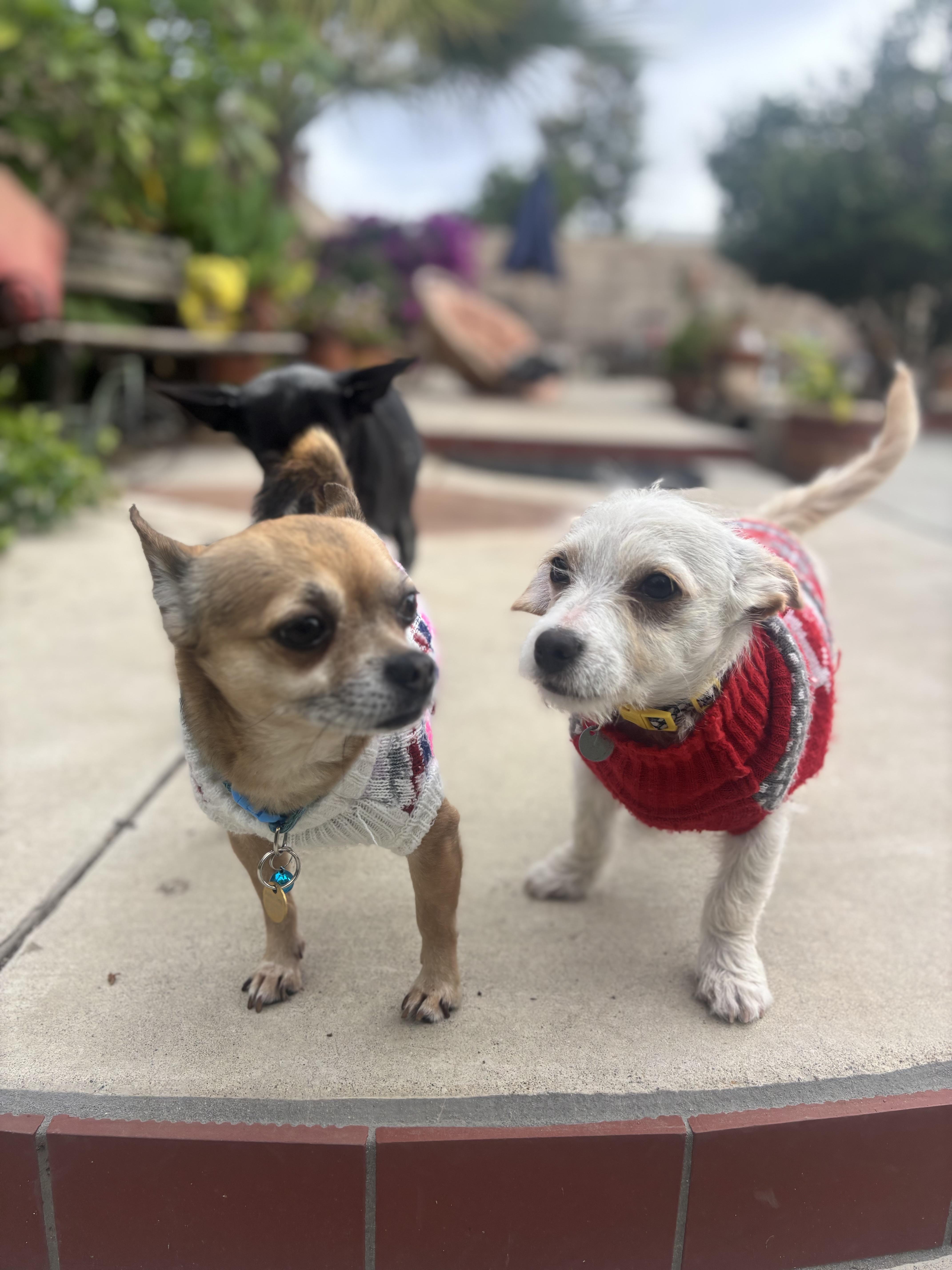 Enlarge Jack - The Darling Boy , an adopted Chihuahua in Rancho Cucamonga , CA image 4/5