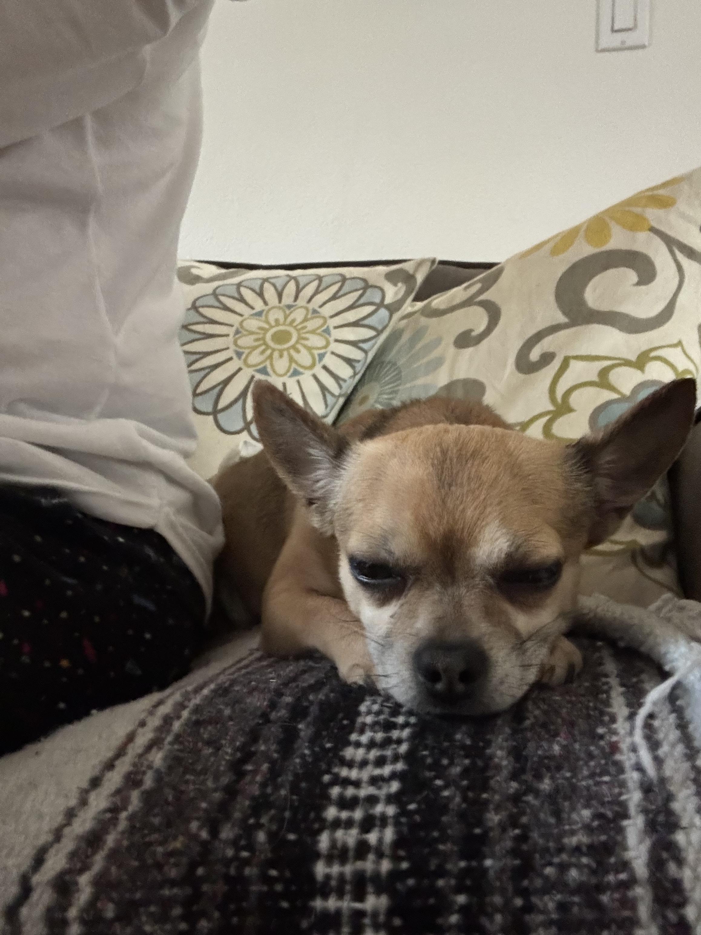 Enlarge Jack - The Darling Boy , an adopted Chihuahua in Rancho Cucamonga , CA image 2/5
