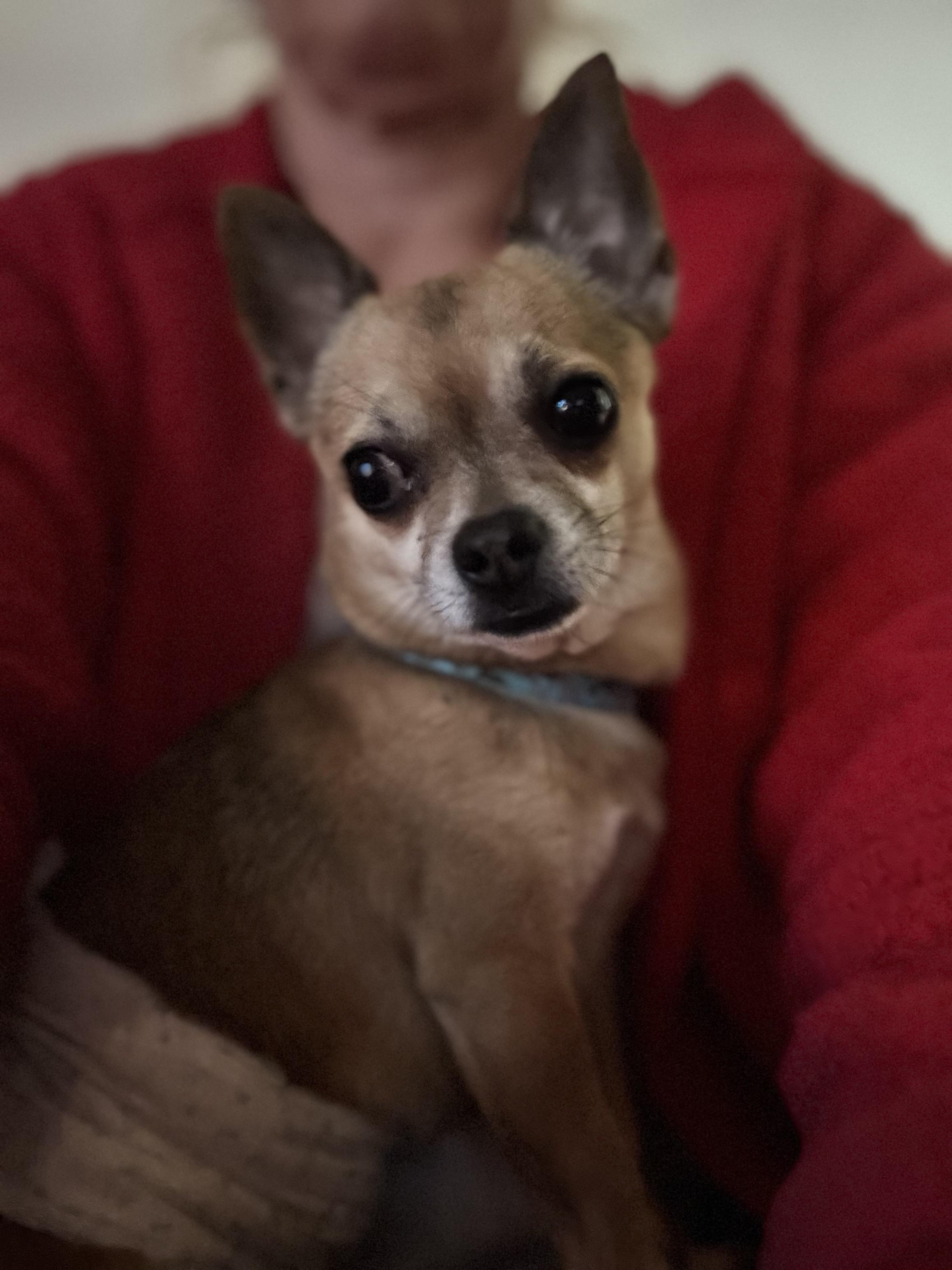 Enlarge Jack - The Darling Boy , an adopted Chihuahua in Rancho Cucamonga , CA image 3/5