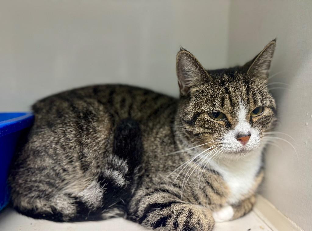 Joanna, Adoptable, Adult Female Domestic Short Hair.