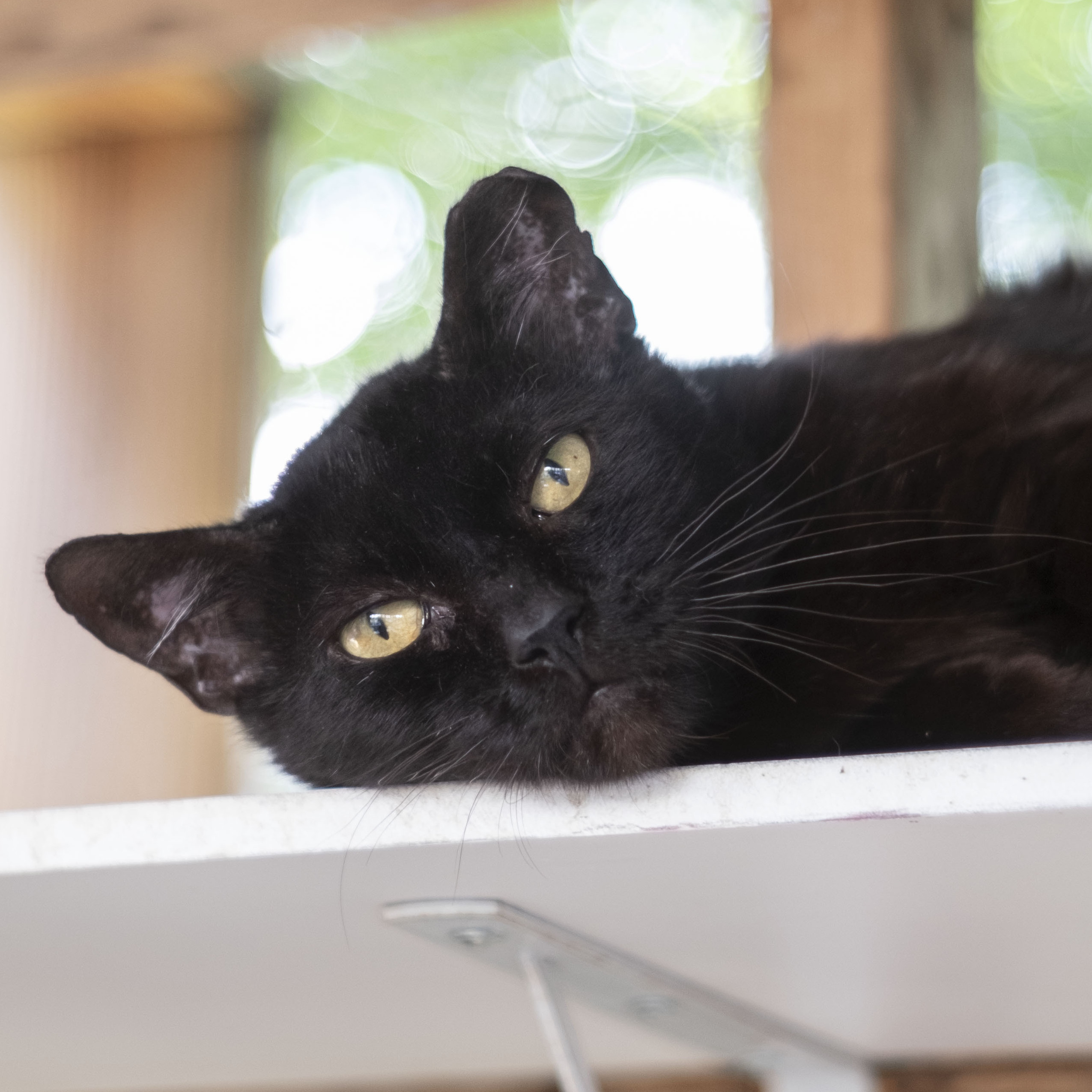 Enlarge Panther, an adoptable American Shorthair in Mount Rainier, MD image 4/4