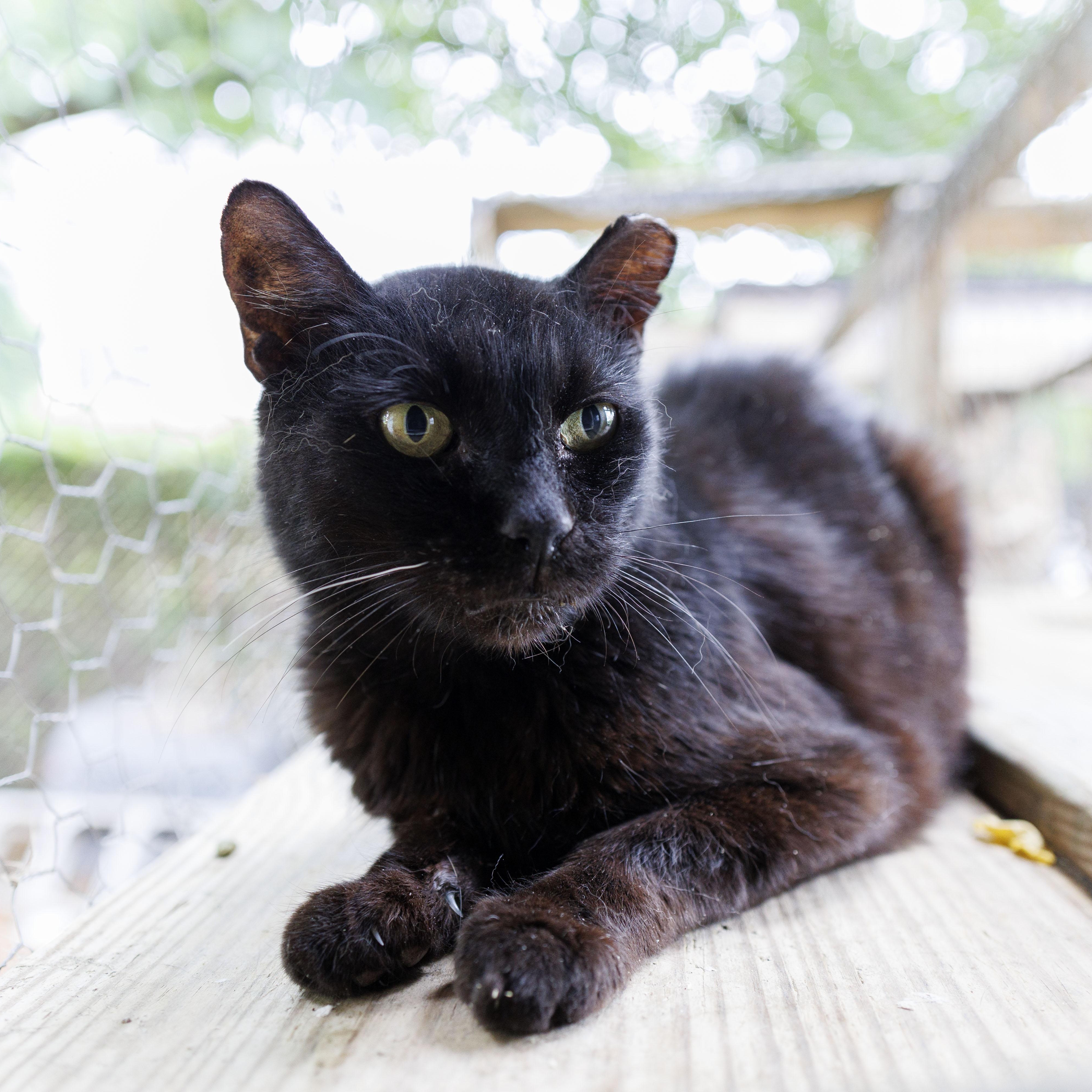 Panther, adoptable, Senior Male American Shorthair.
