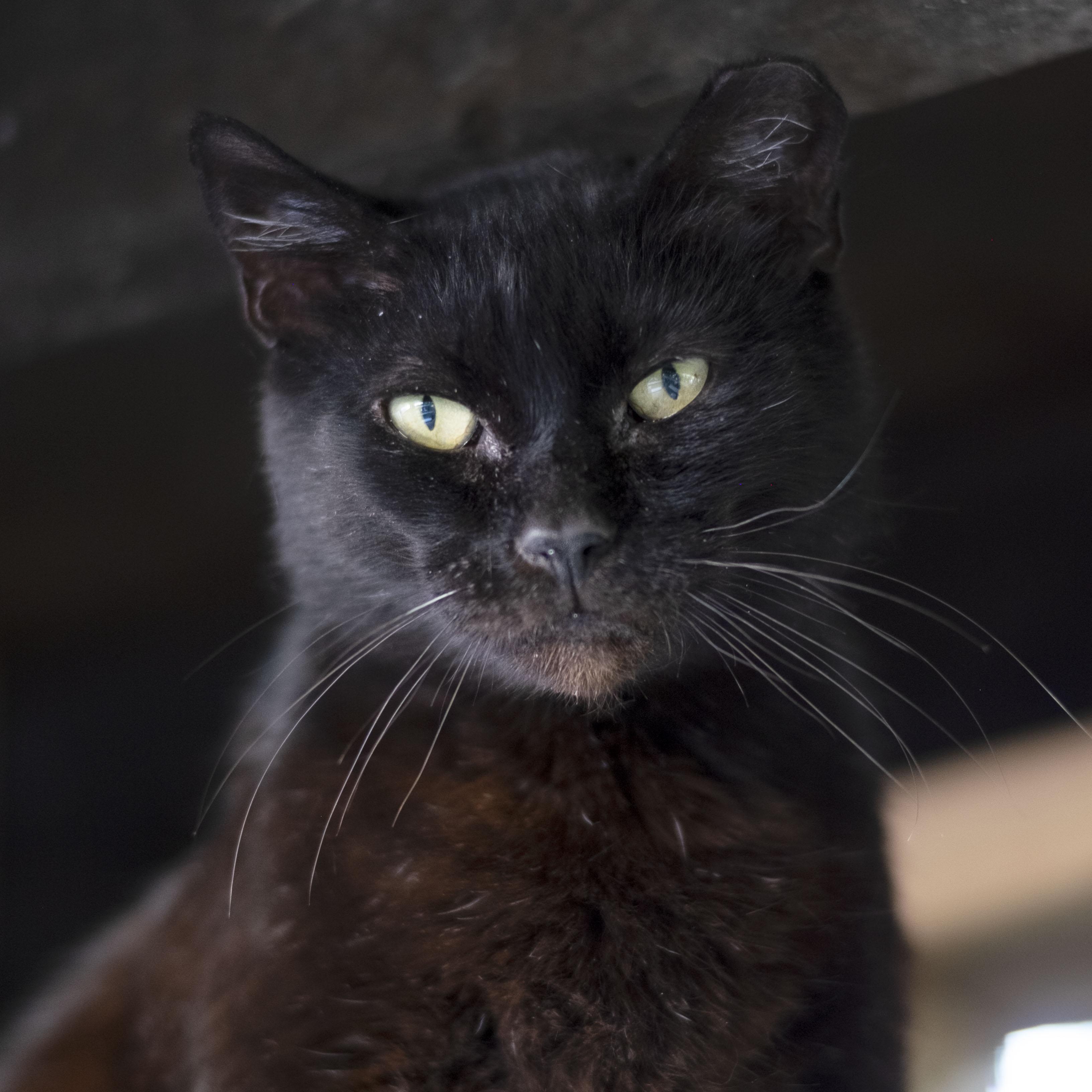 Enlarge Panther, an adoptable American Shorthair in Mount Rainier, MD image 2/4