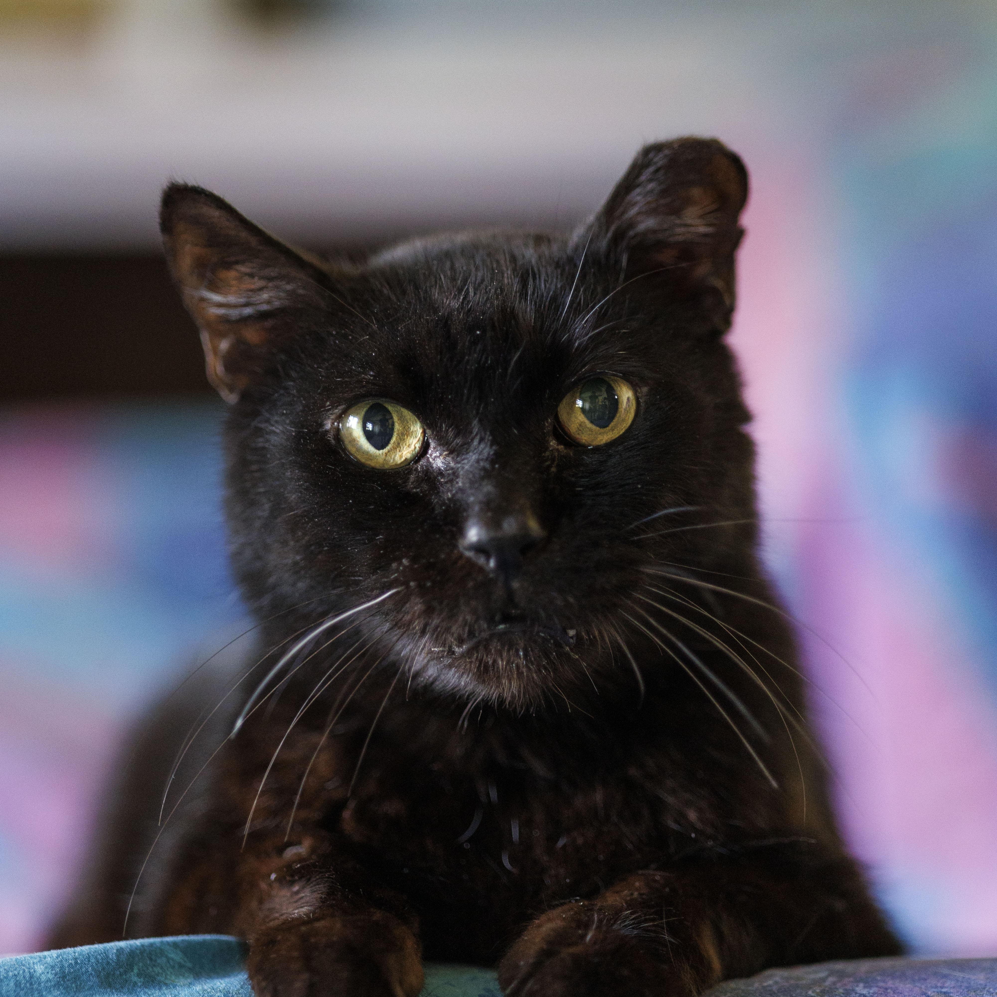 Enlarge Panther, an adoptable American Shorthair in Mount Rainier, MD image 3/4