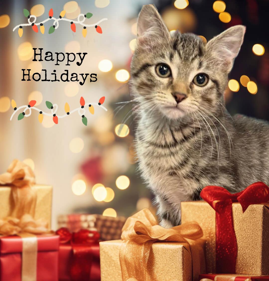 Enlarge Bourbon, a ADOPTABLE Domestic Short Hair in Morgantown, WV image 2/2